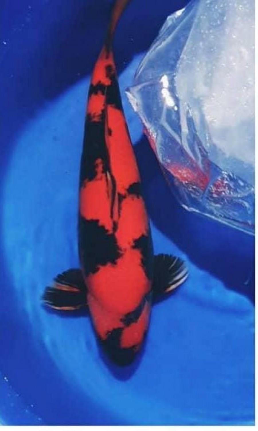 Best In Size D 51-55 Cm
