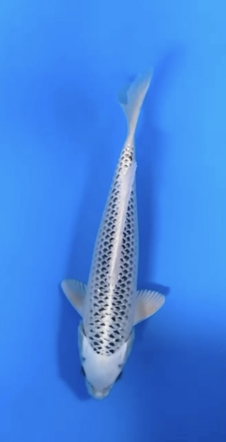 Juara 2