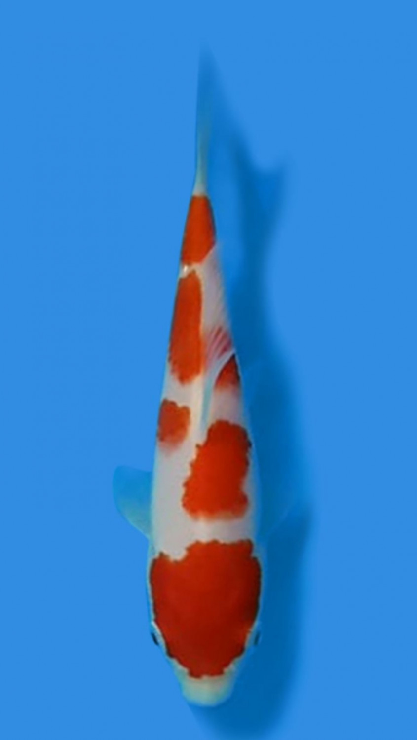 Juara 4