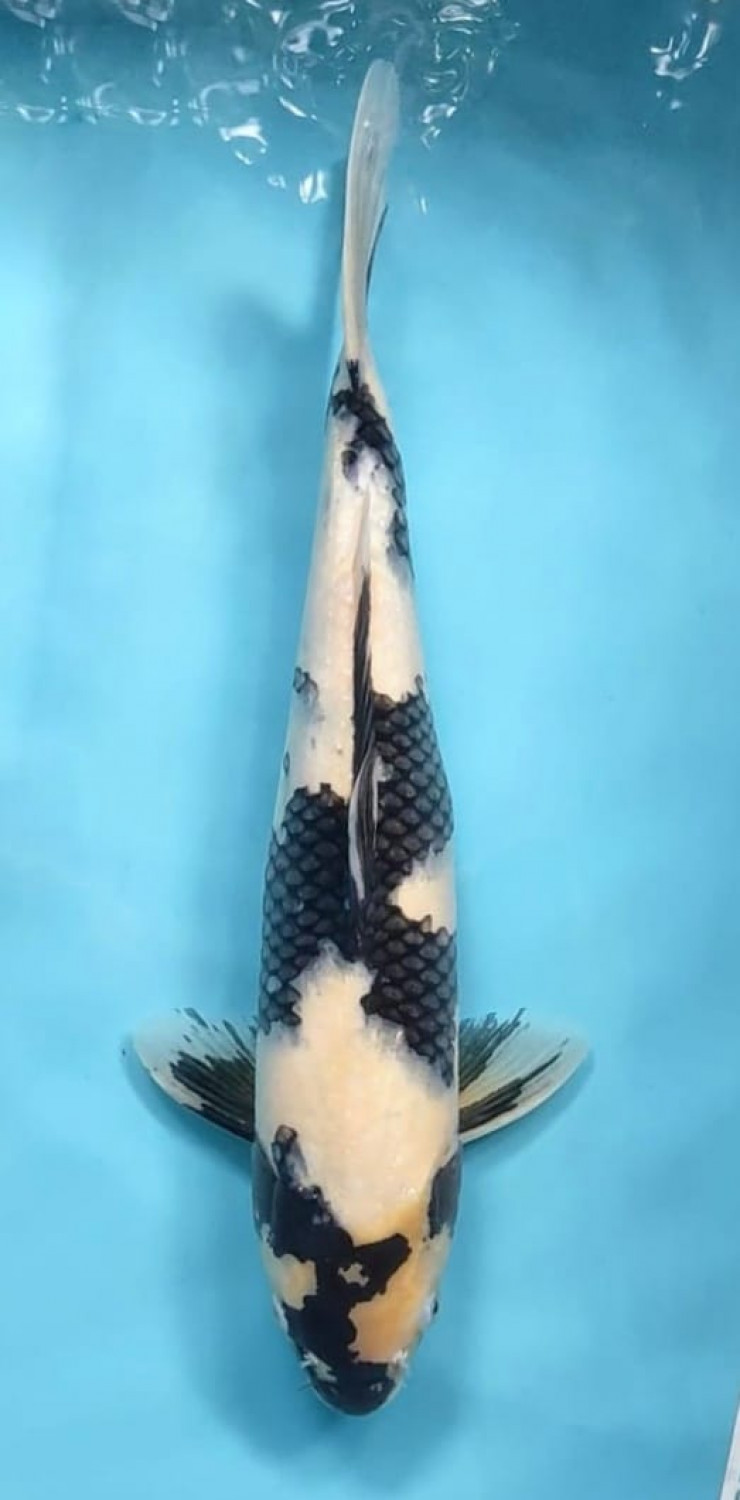 Juara 4