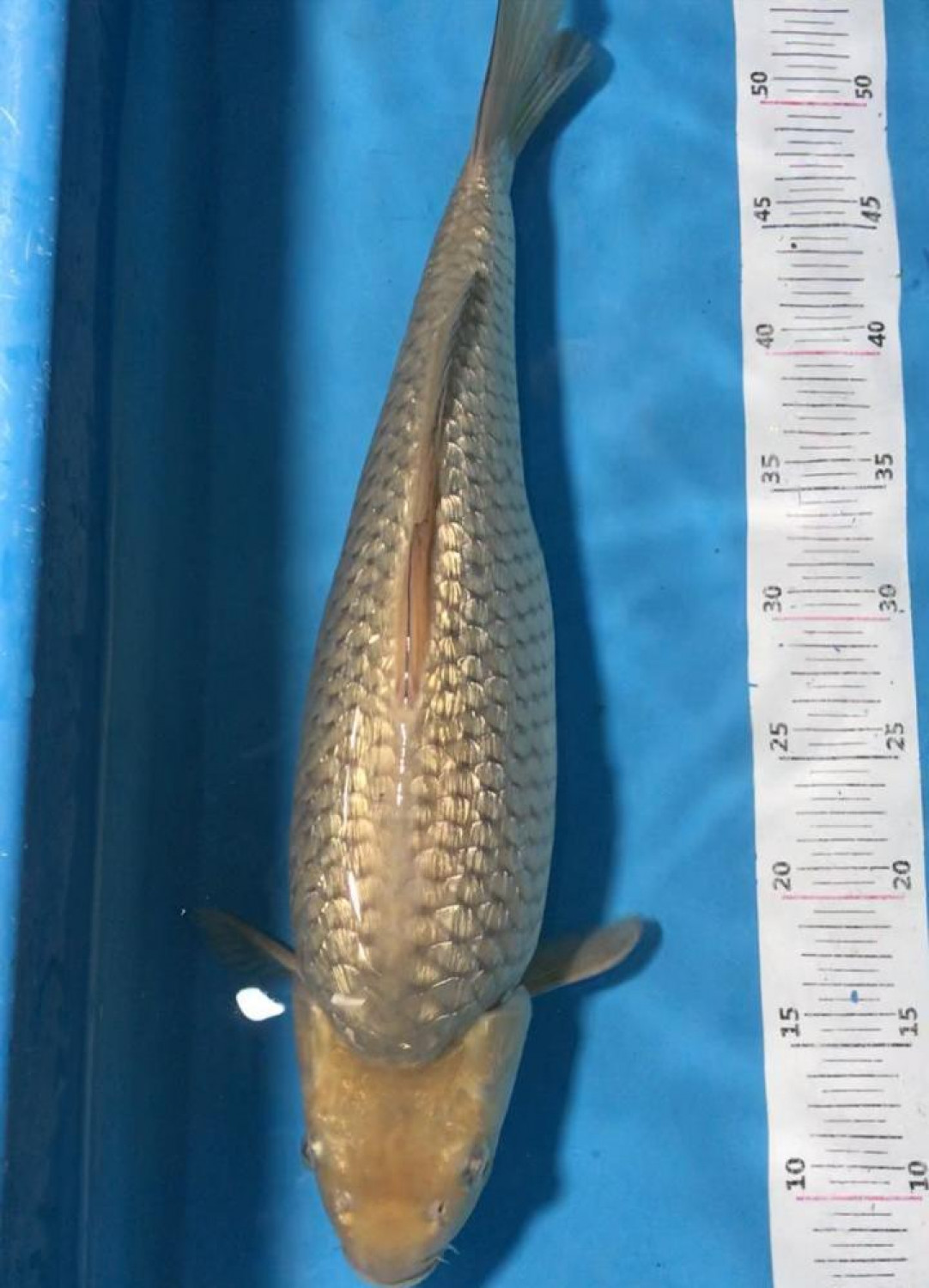 Juara 2