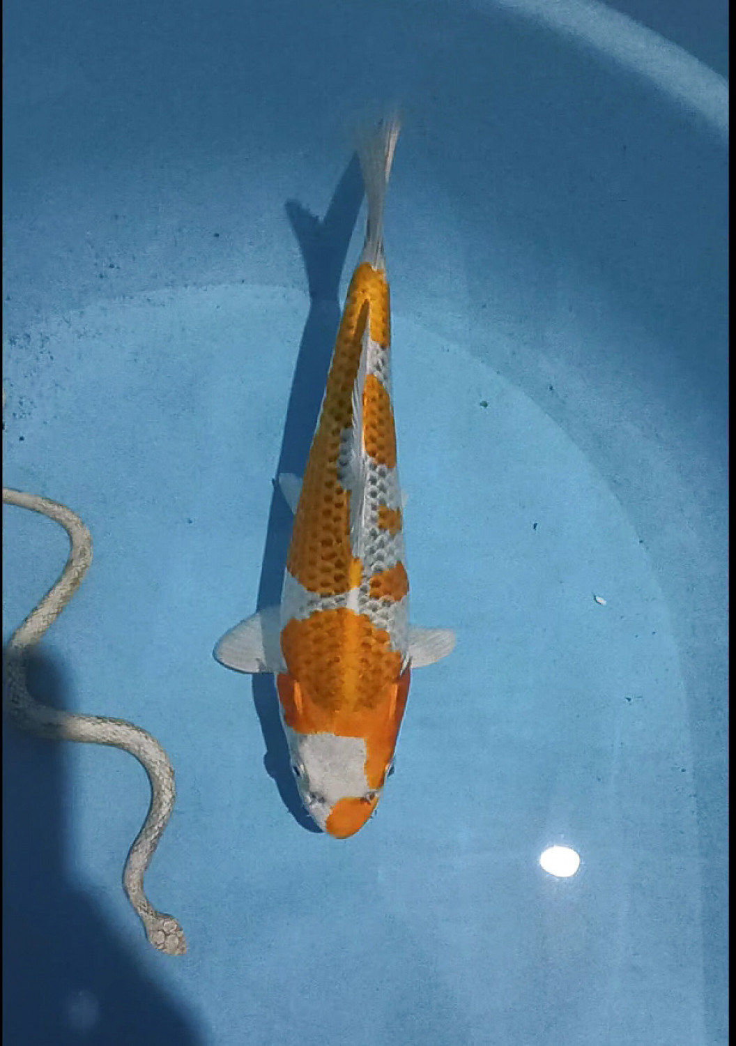 Juara 1
