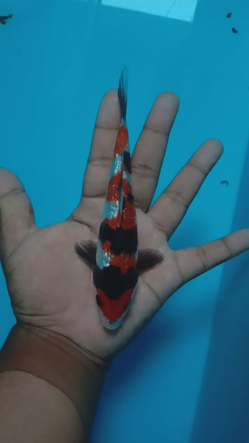 Juara 1