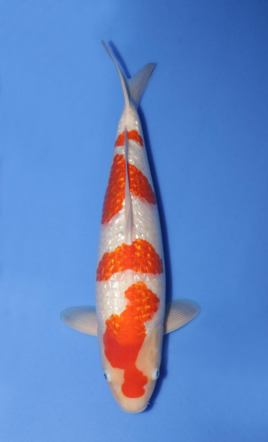 Best In Size B 46 - 50 cm