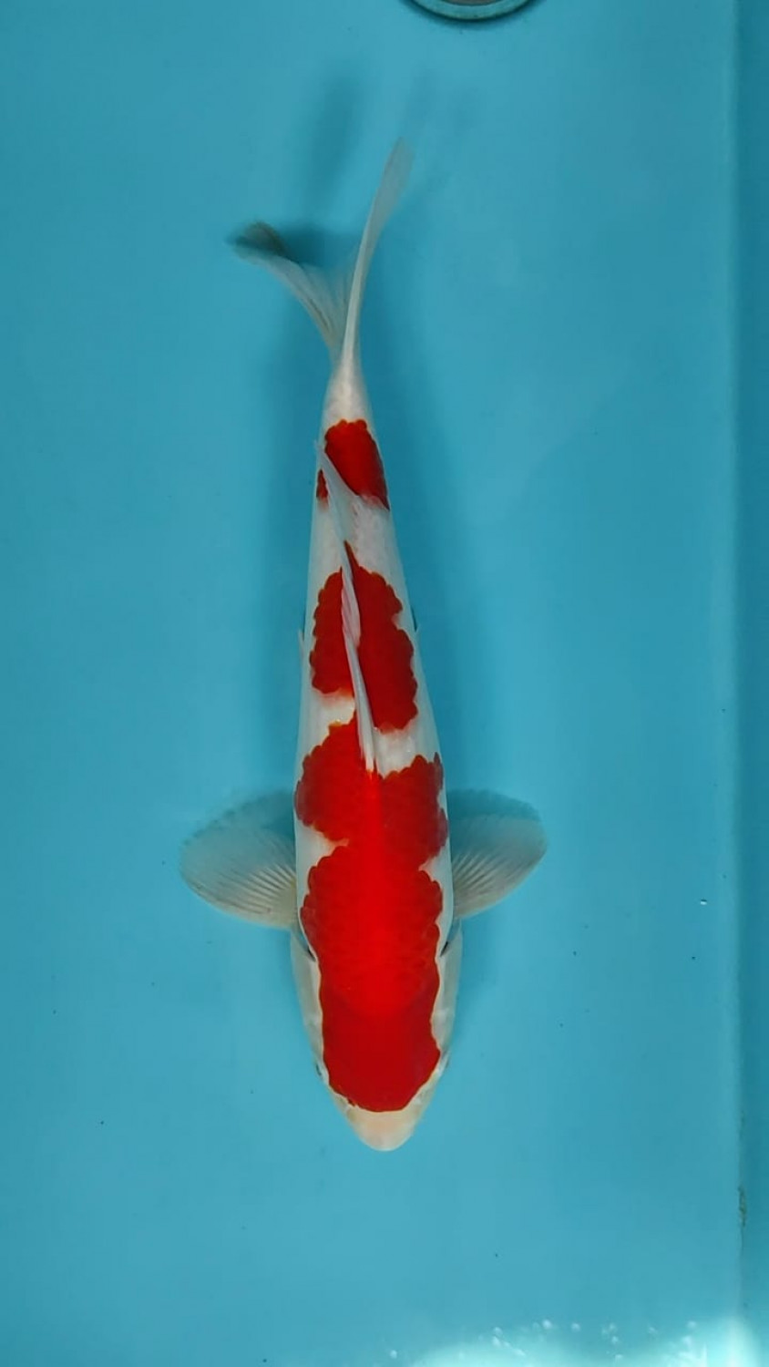 Juara 2