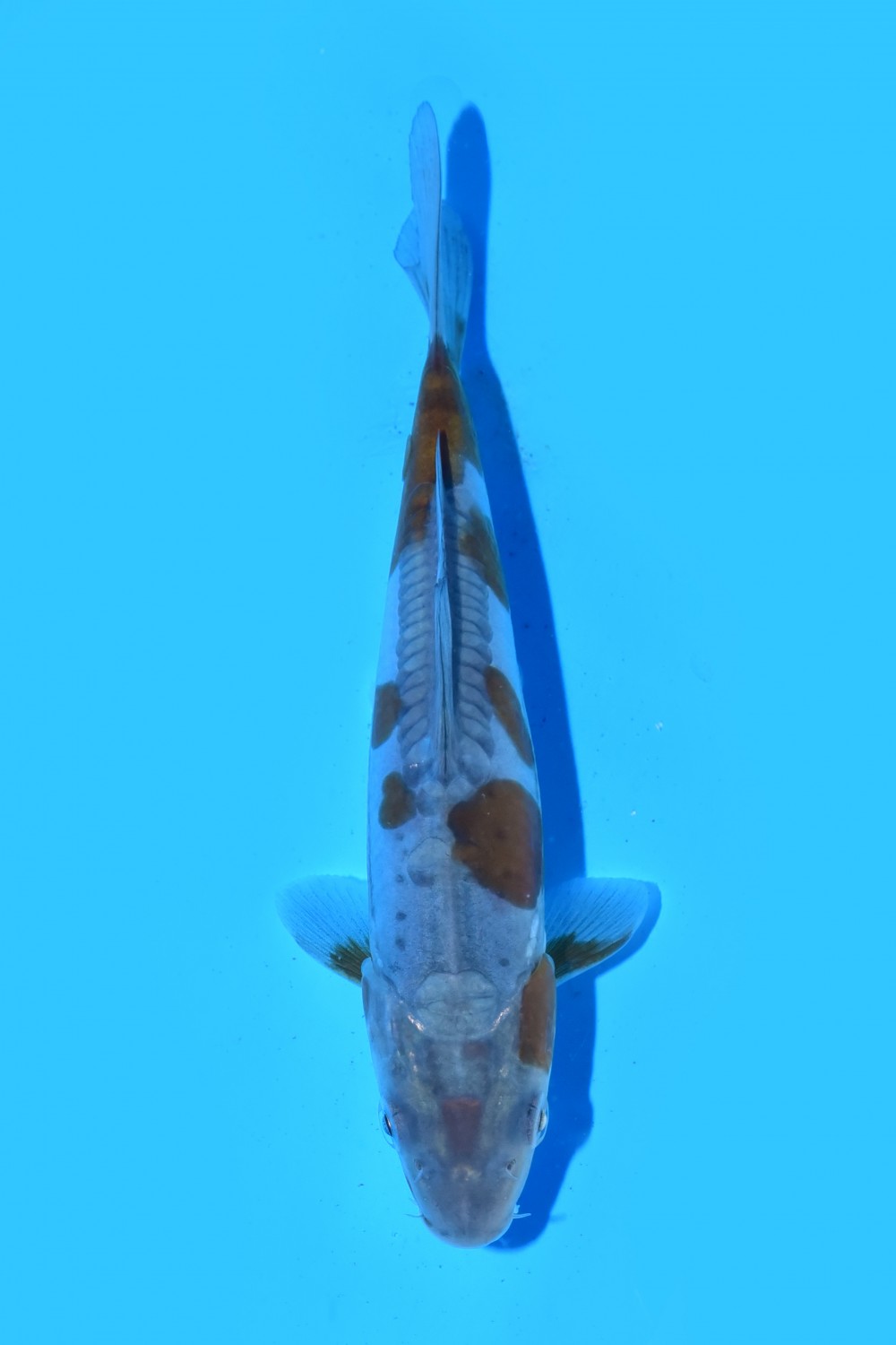 Juara 2