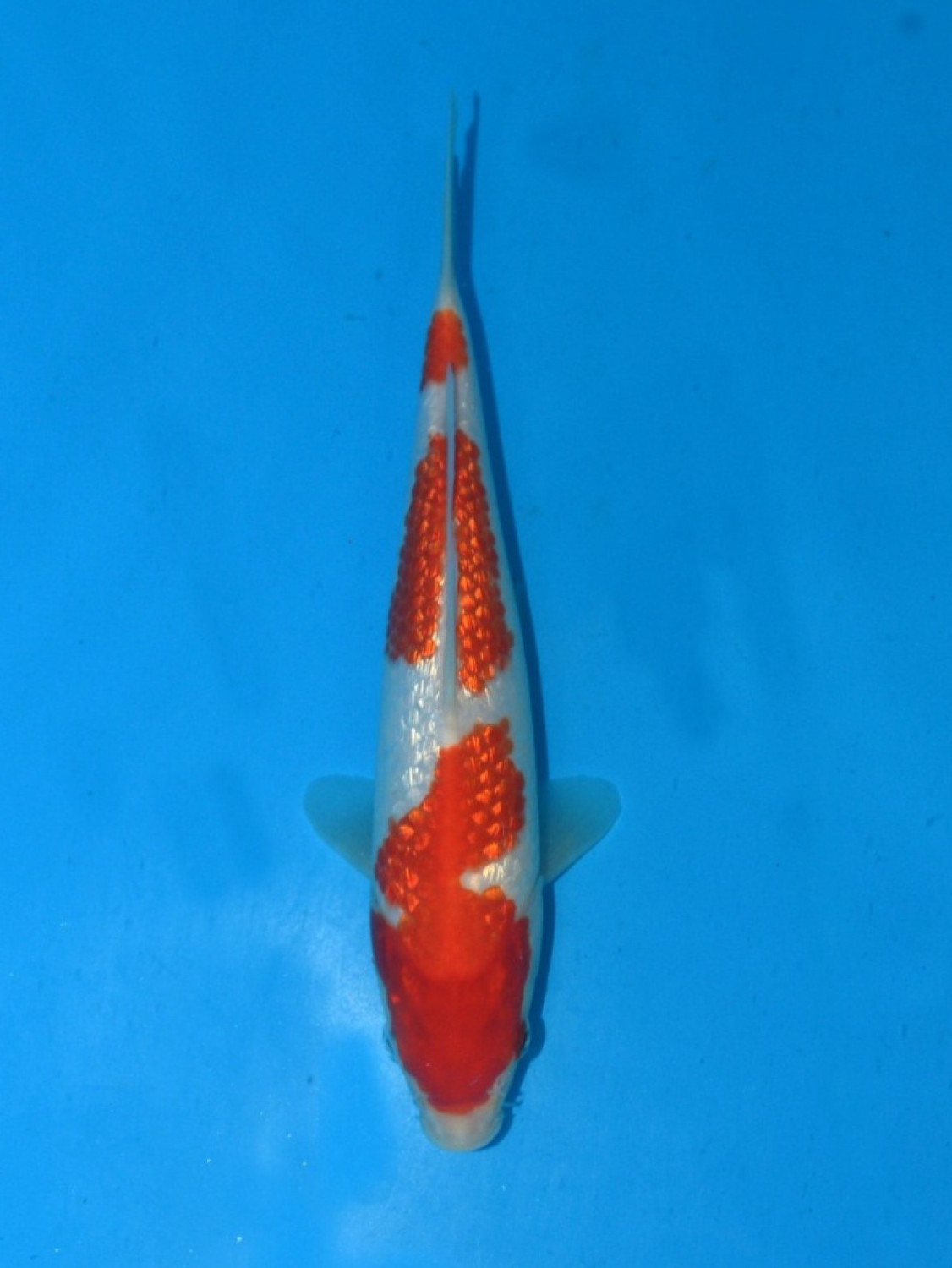 Juara 2