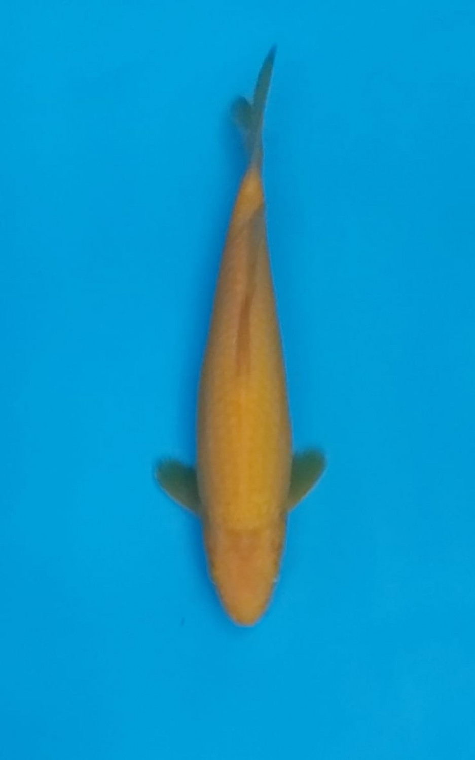 Juara 2