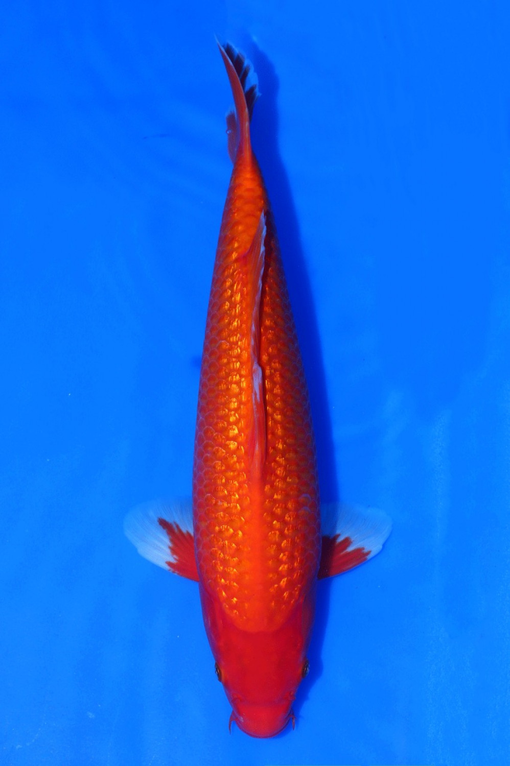 Juara 1