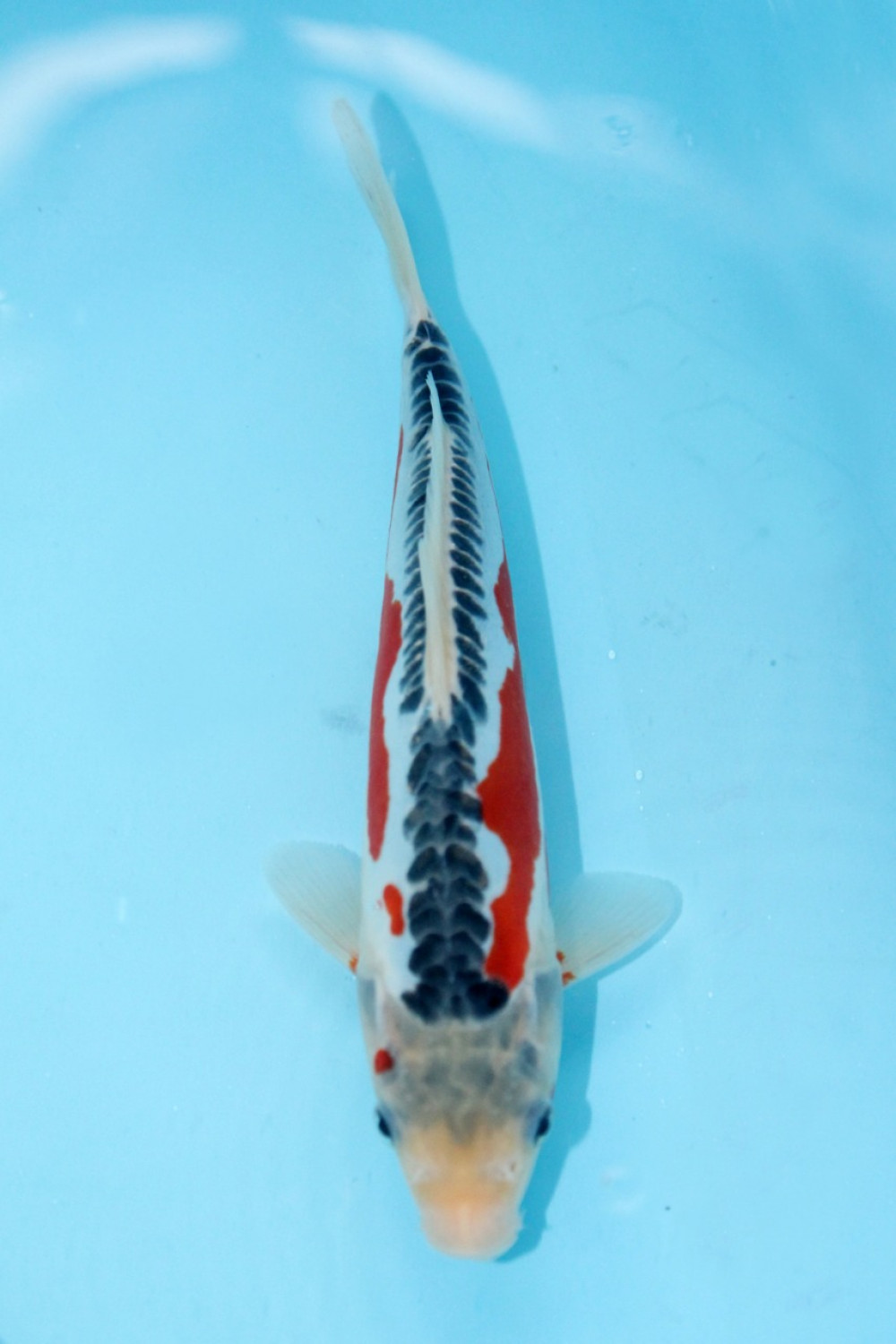 Best In Size D 21 - 25 cm