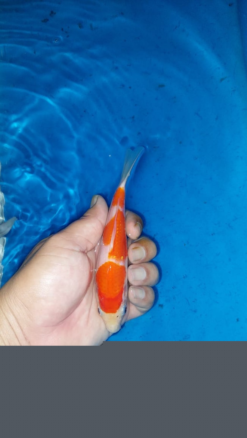 Juara 1