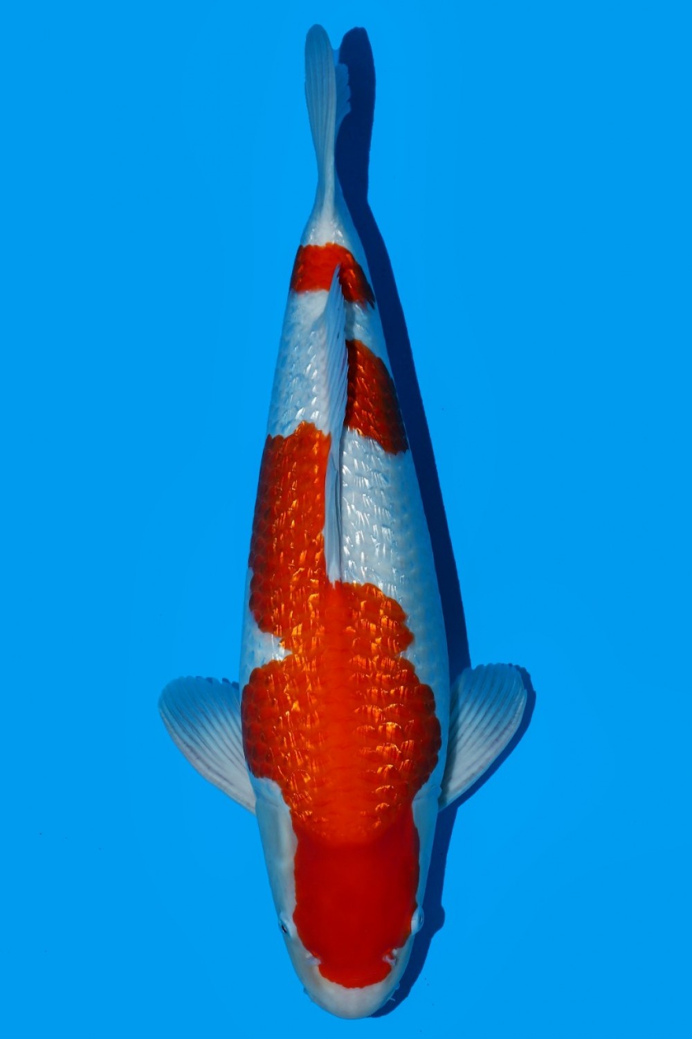 Juara 1