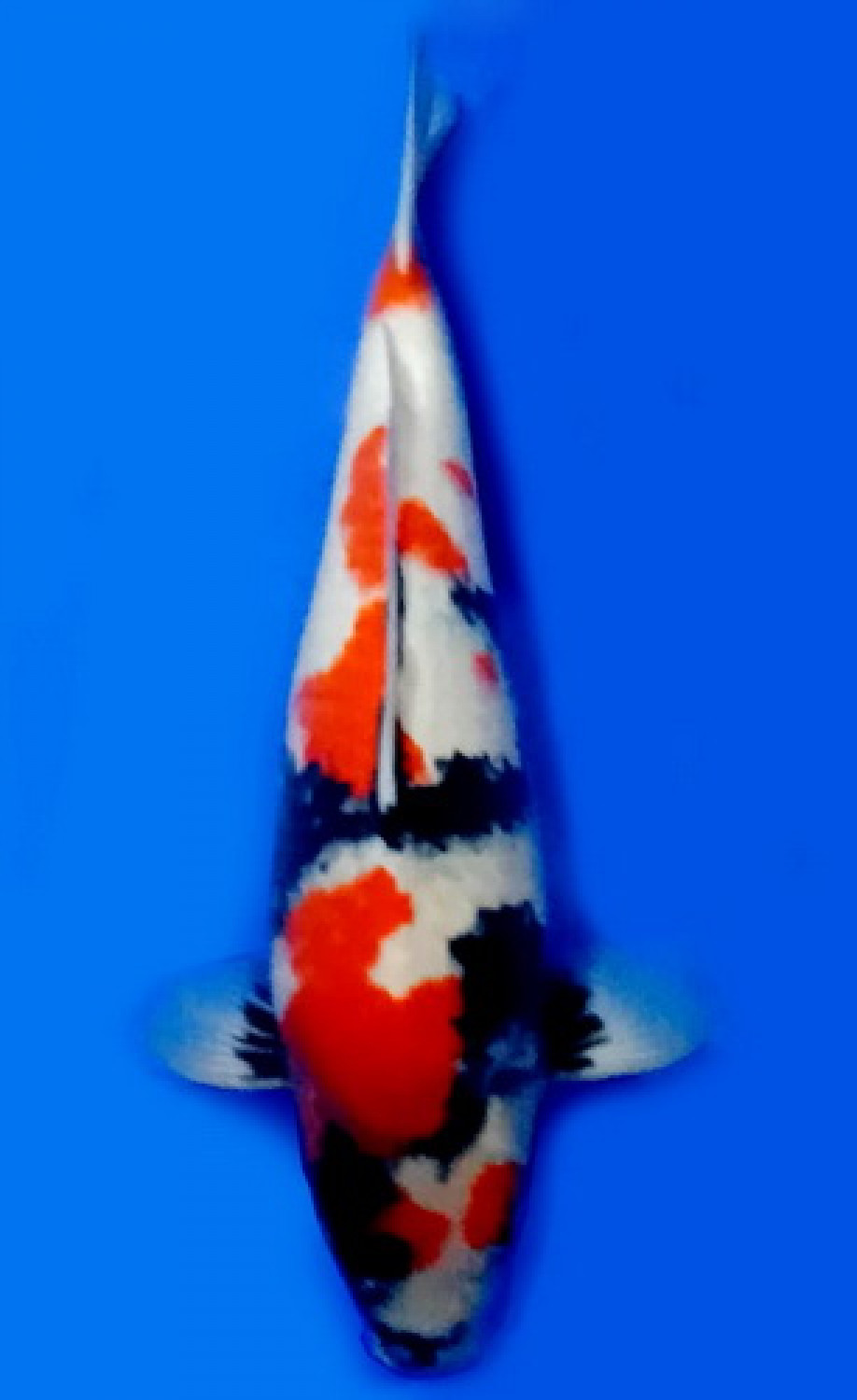 Juara 4