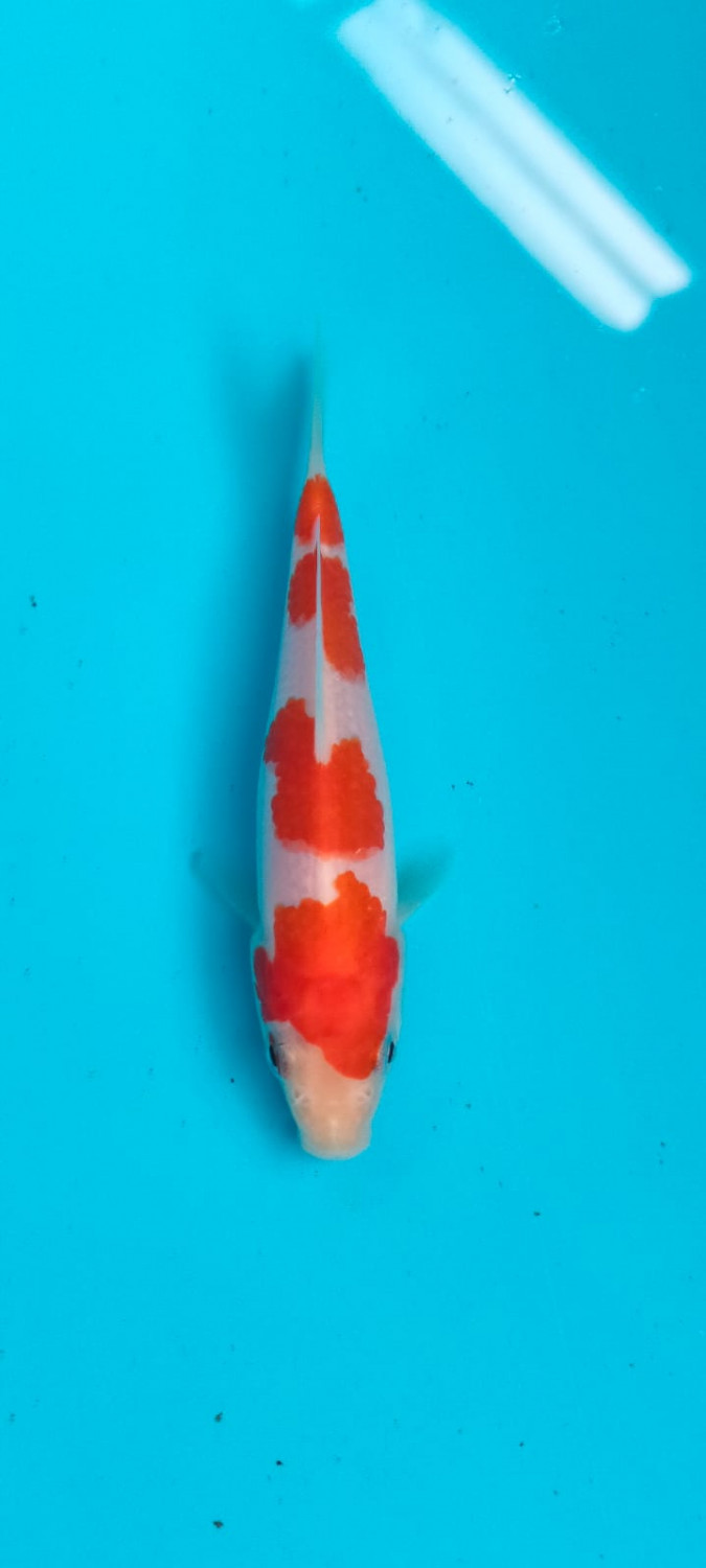 Best In Size A Up 12 cm