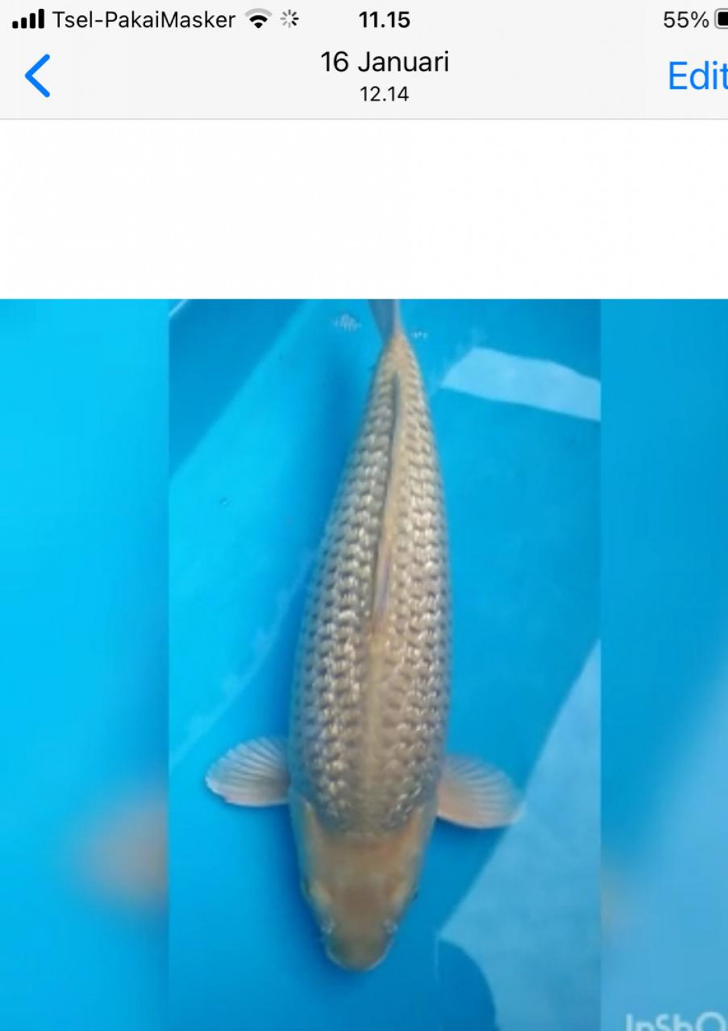 Best In Size E 51 - 55 cm