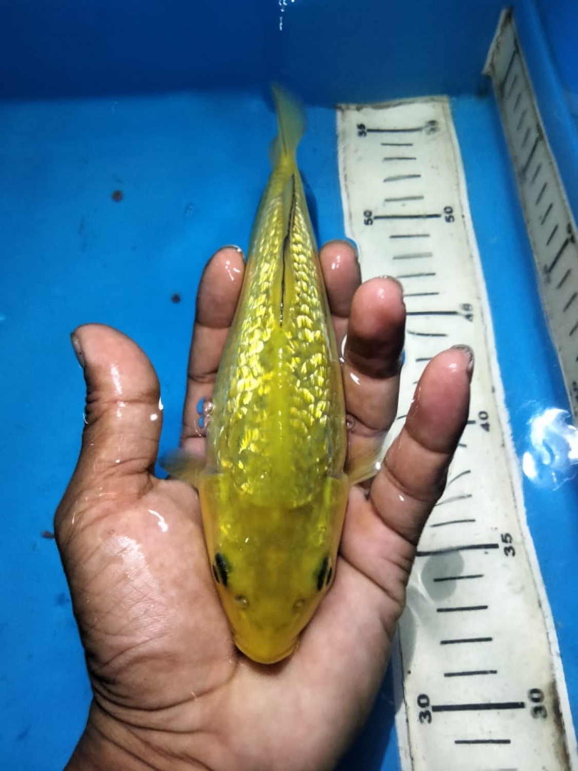 Juara 5