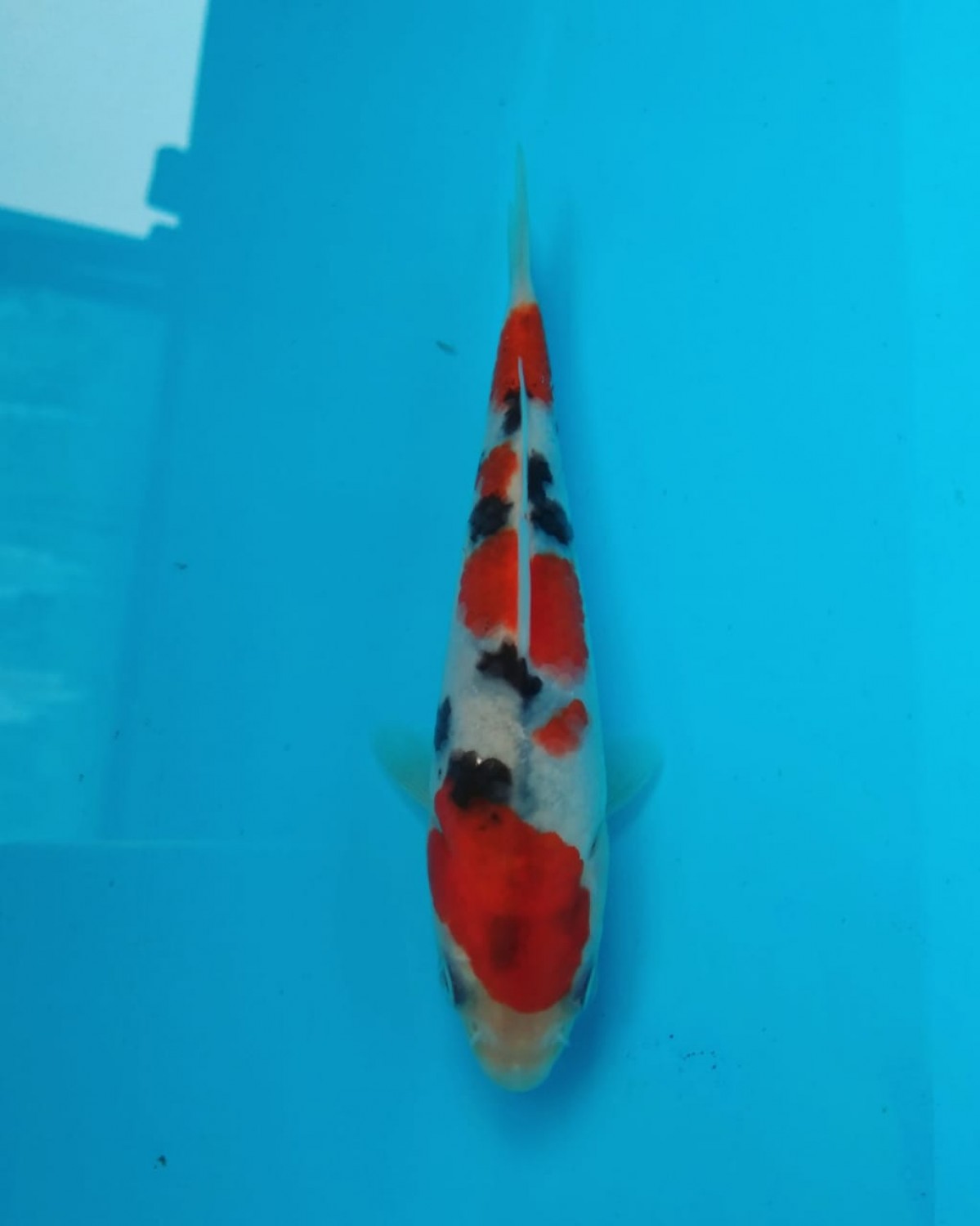 Best In Size A Up 10 Cm