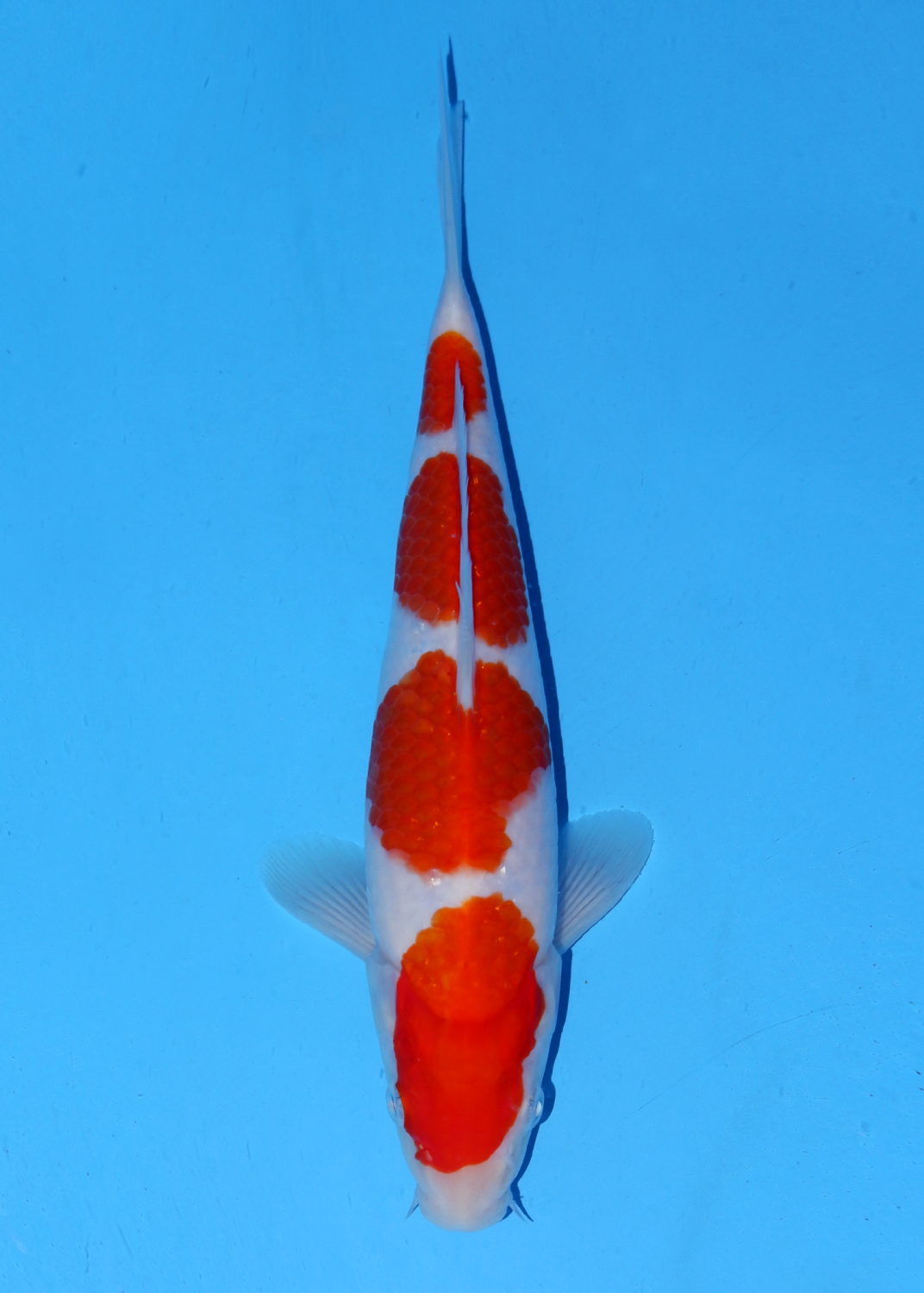 Juara 1