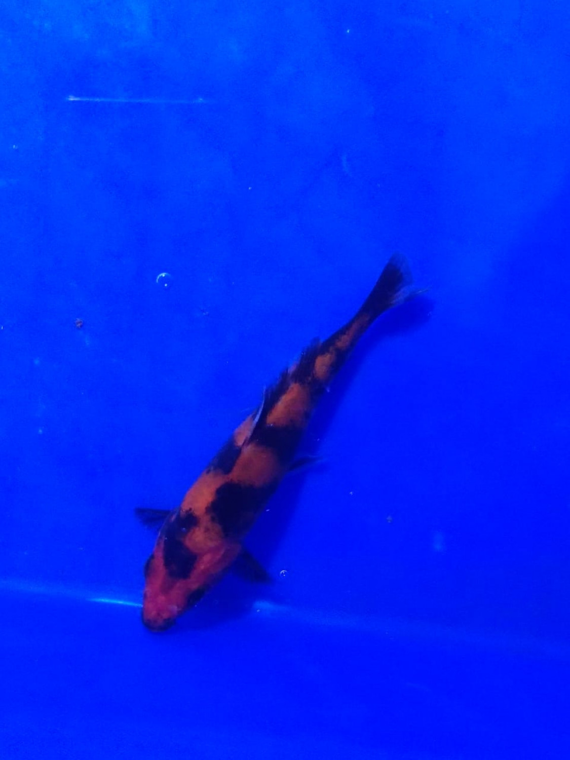 Best In Size D Up 12 cm