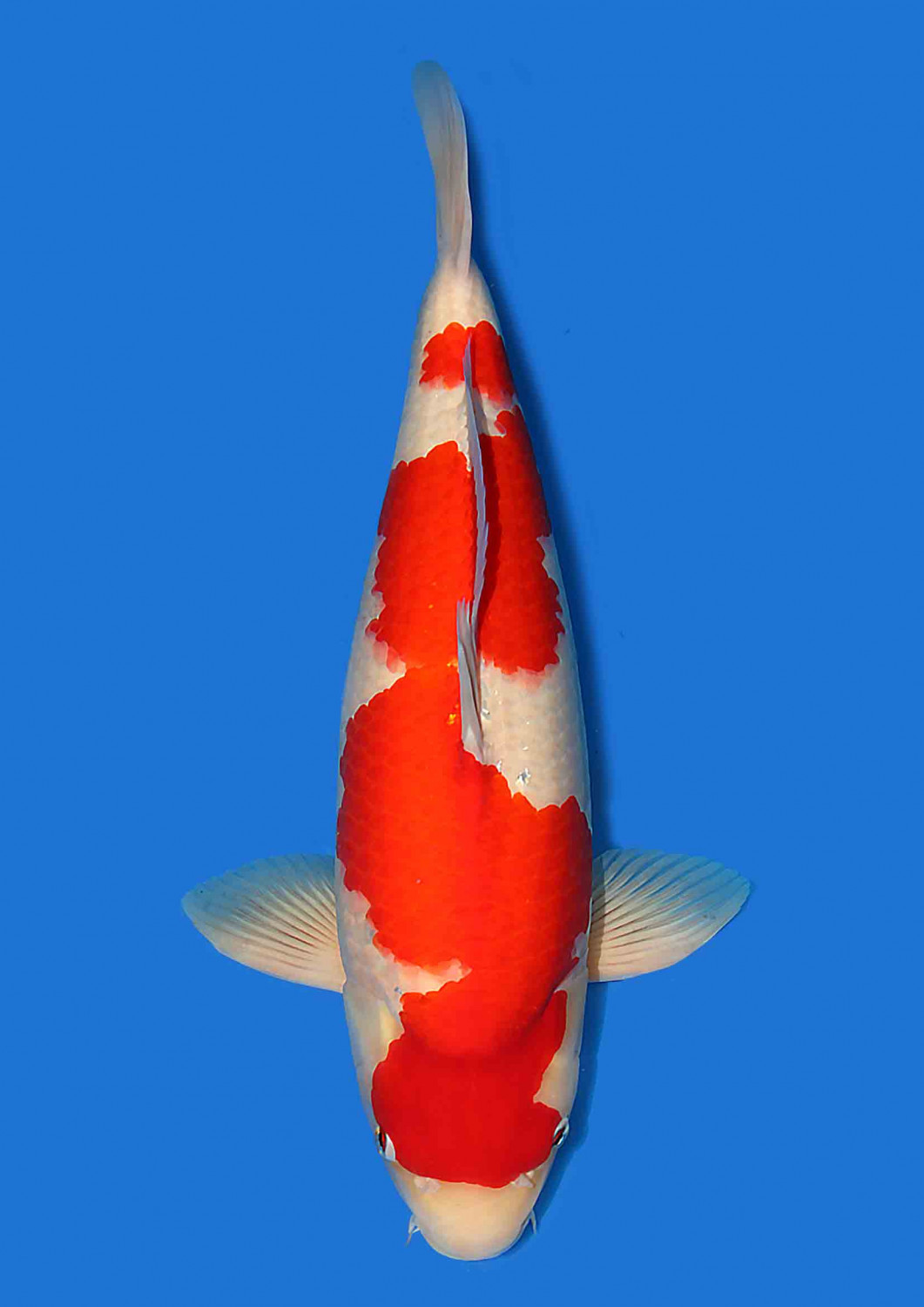 Juara 1
