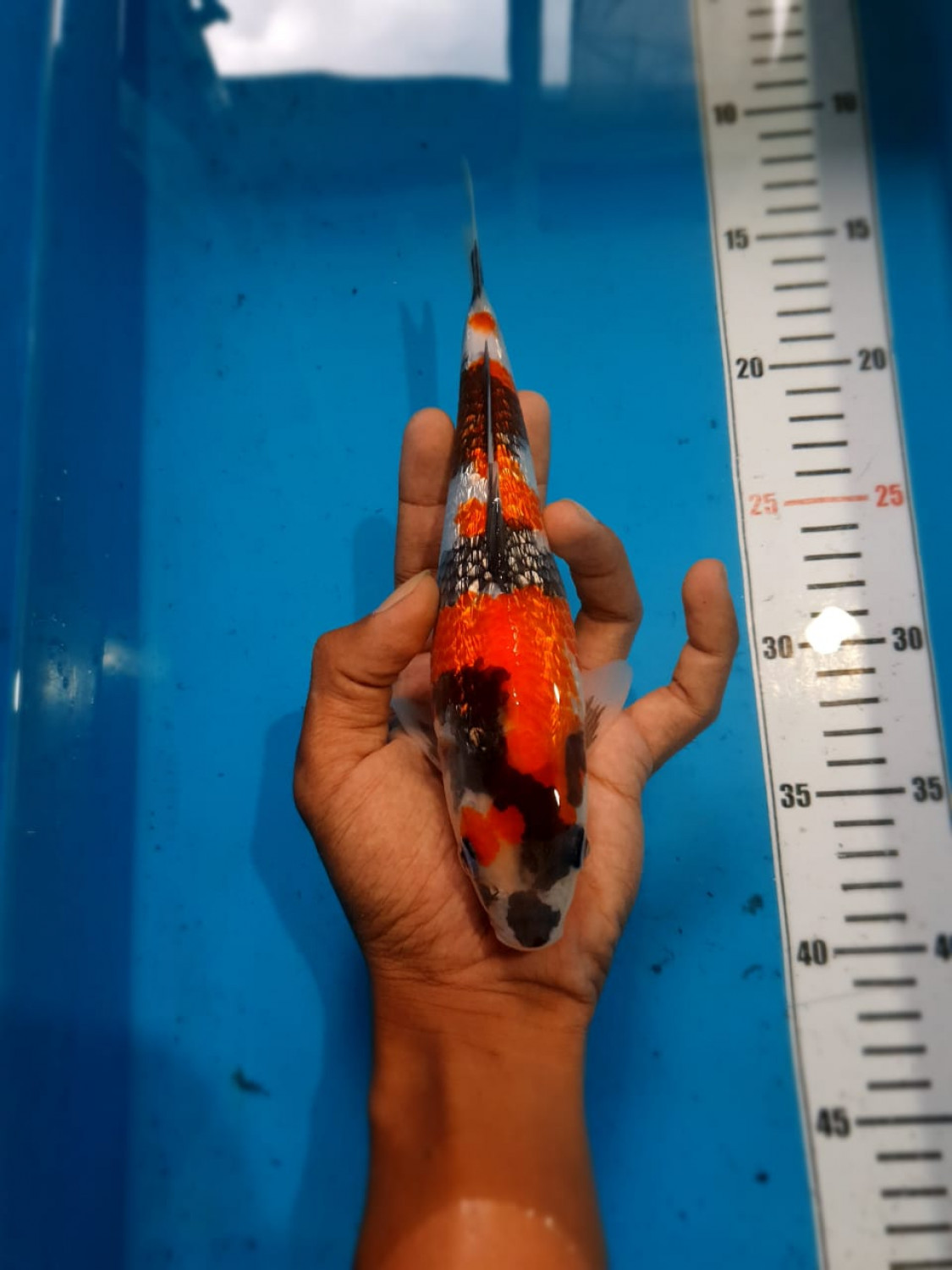 Juara 1