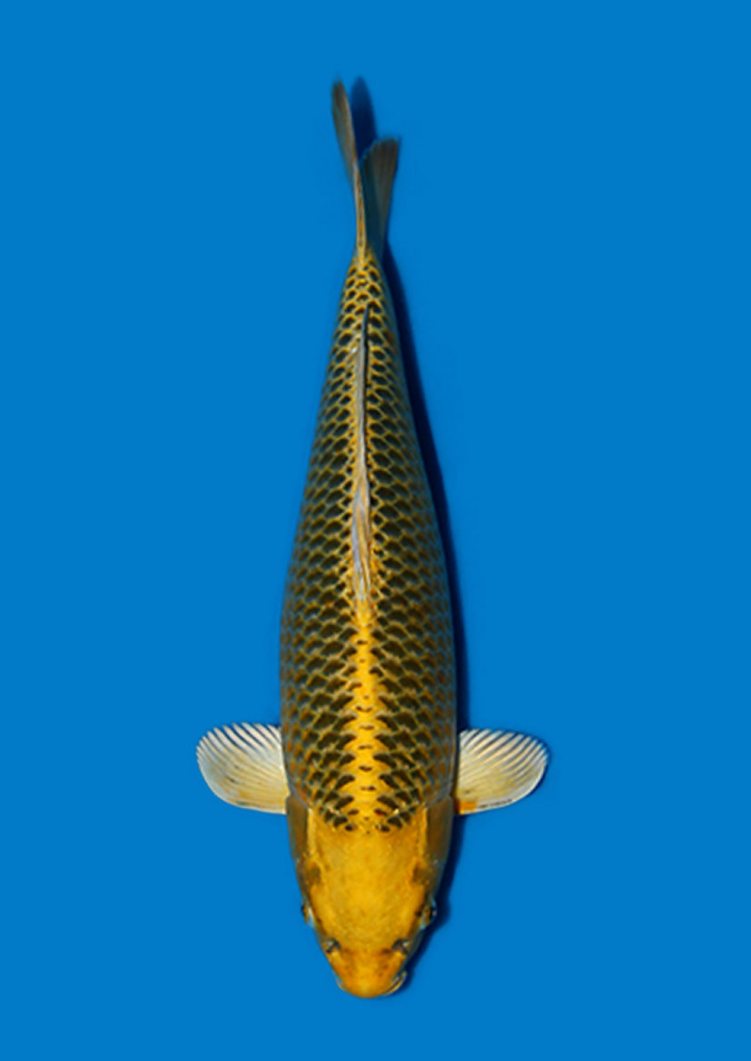 Juara 1