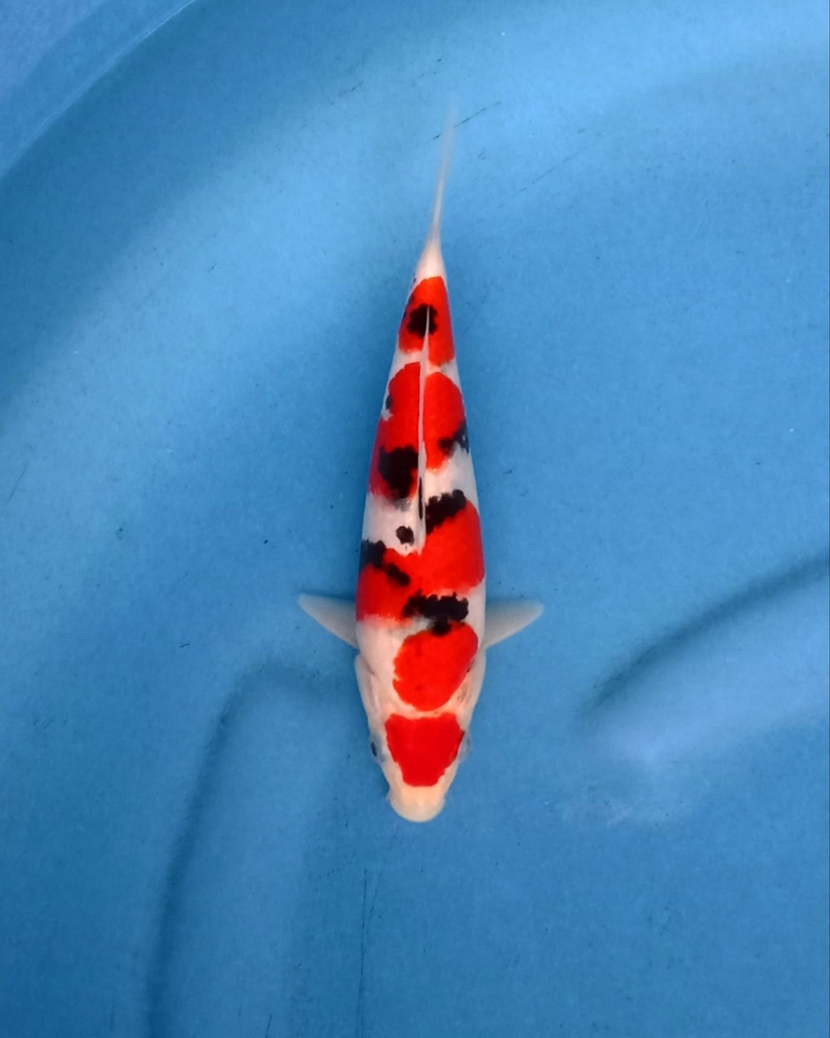 Juara 1