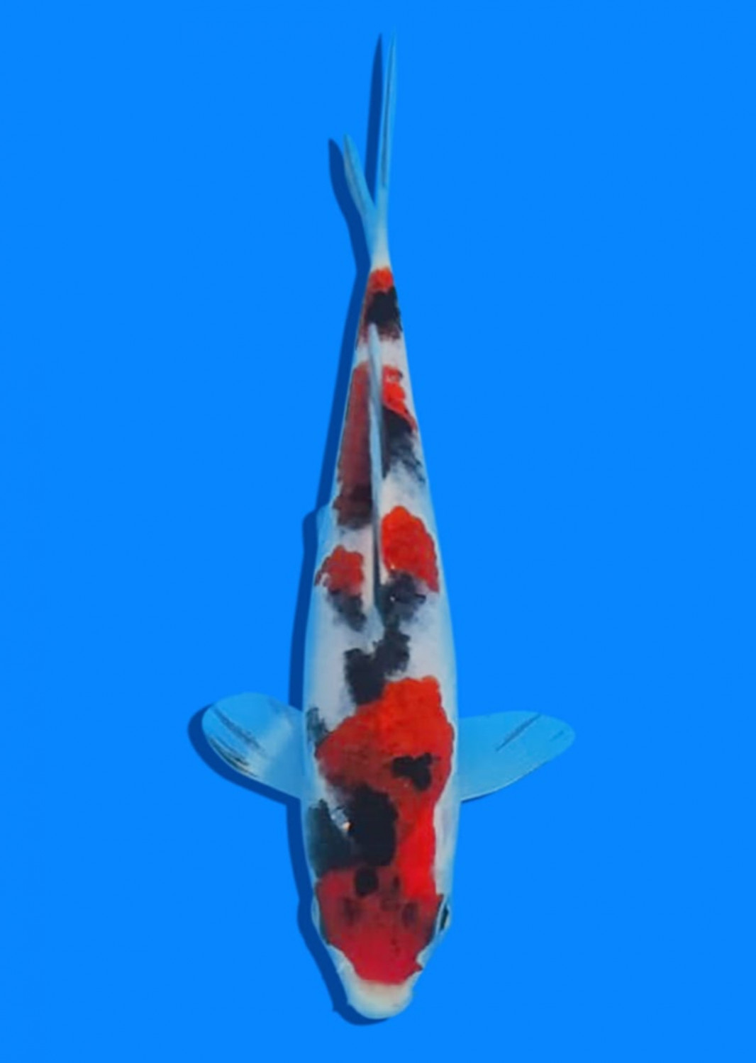 Juara 4