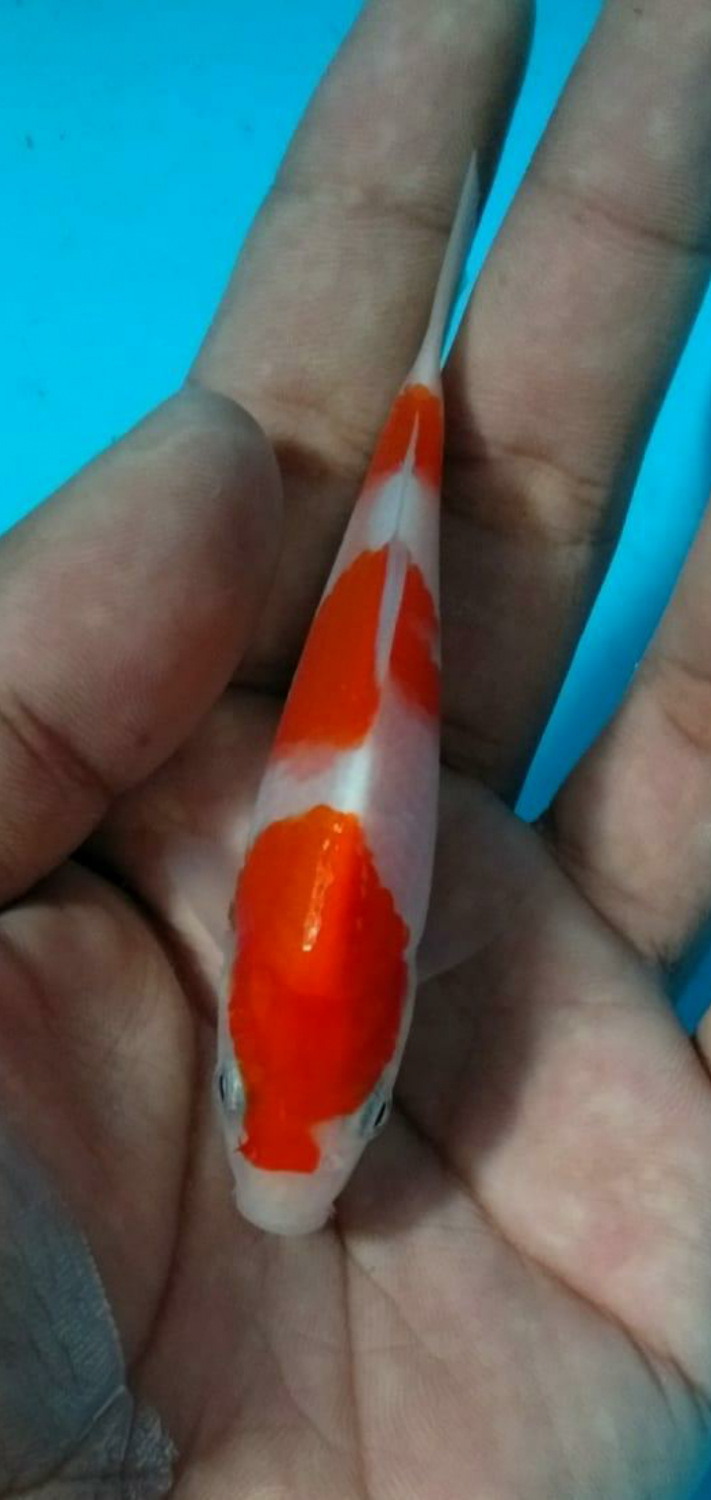 Juara 1