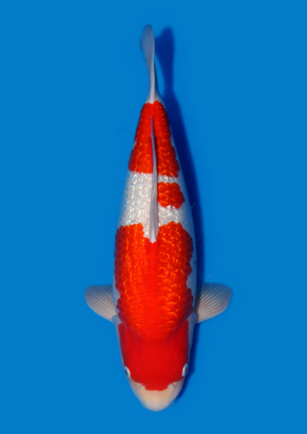 Juara 1