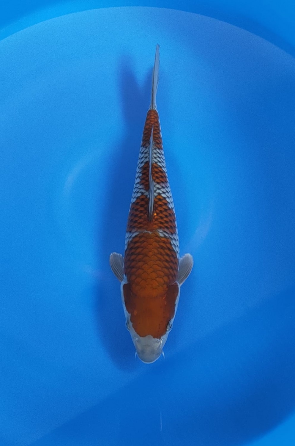 Juara 1