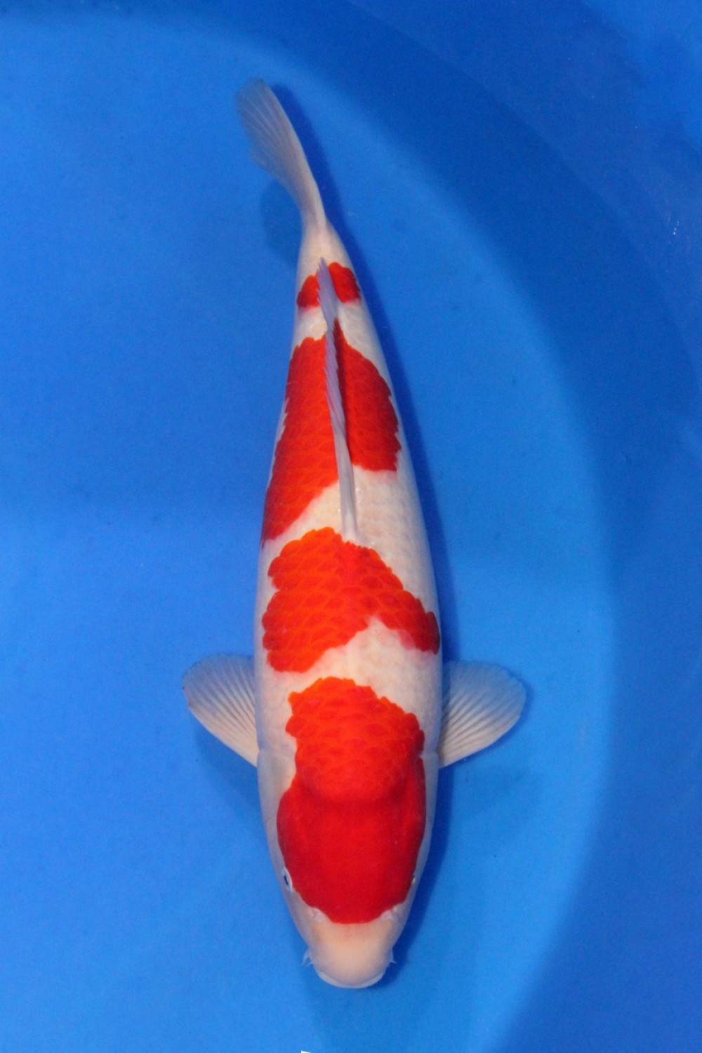 Best In Size A 56 - 60 cm