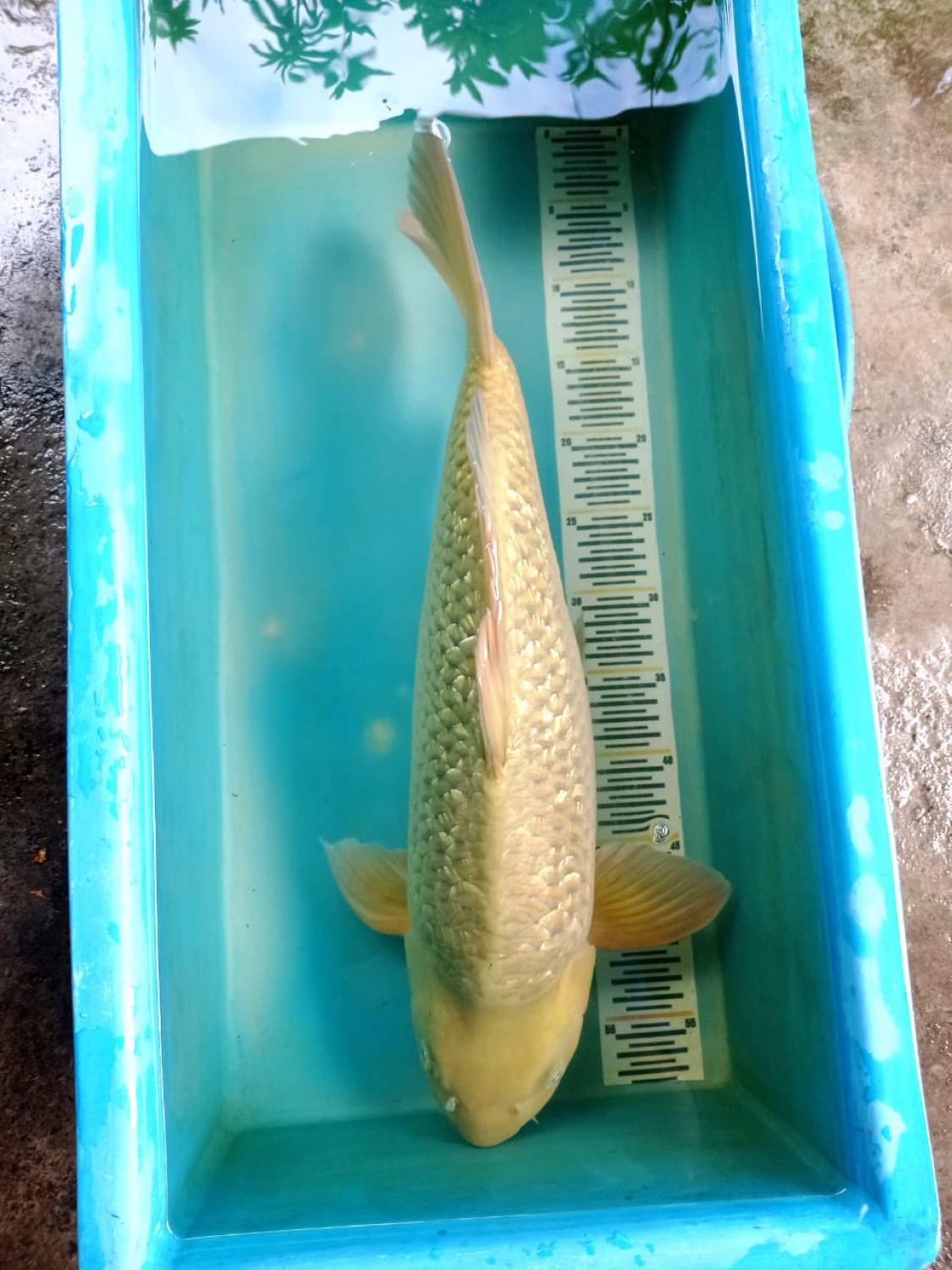 Juara 2
