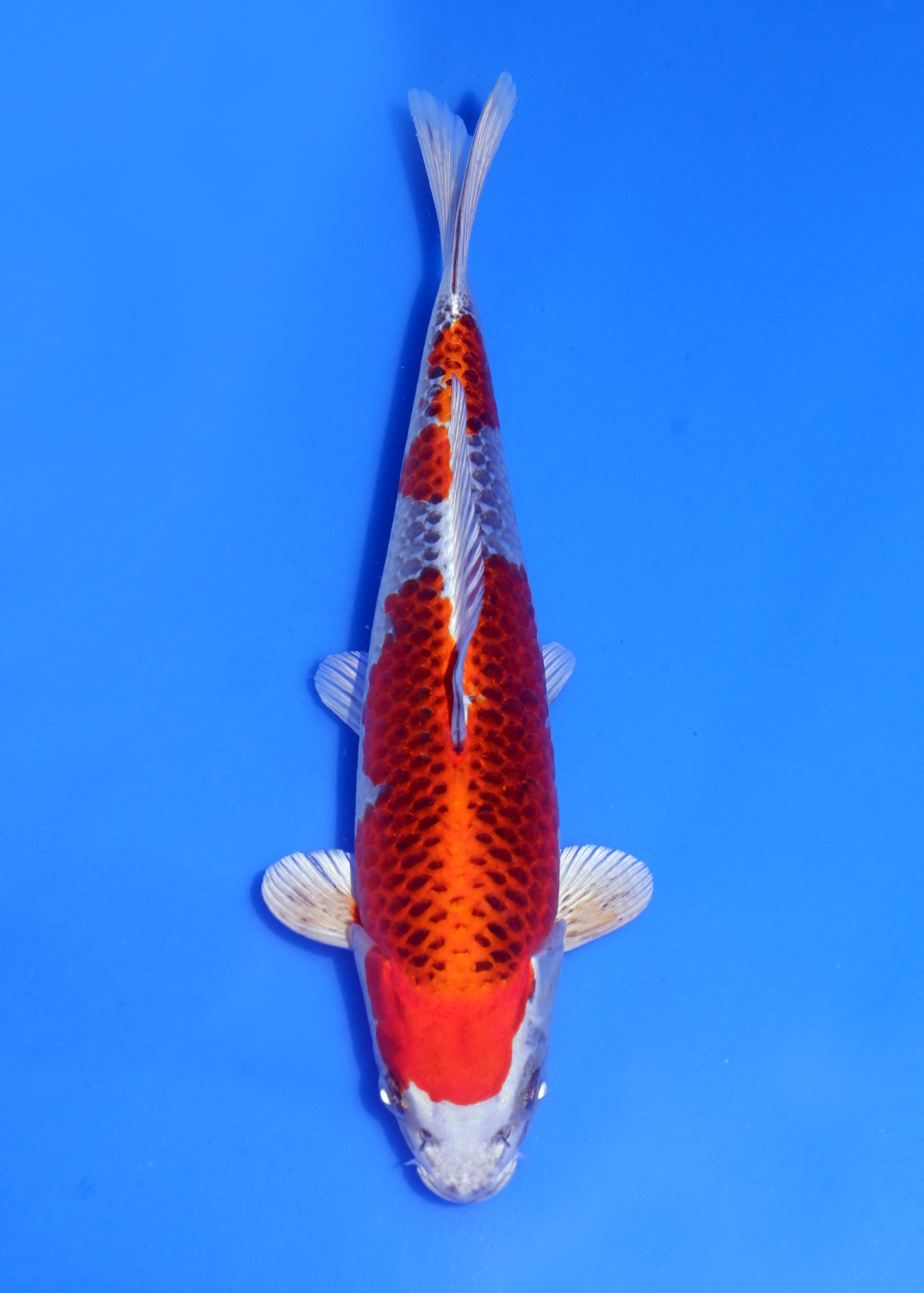 Juara 1