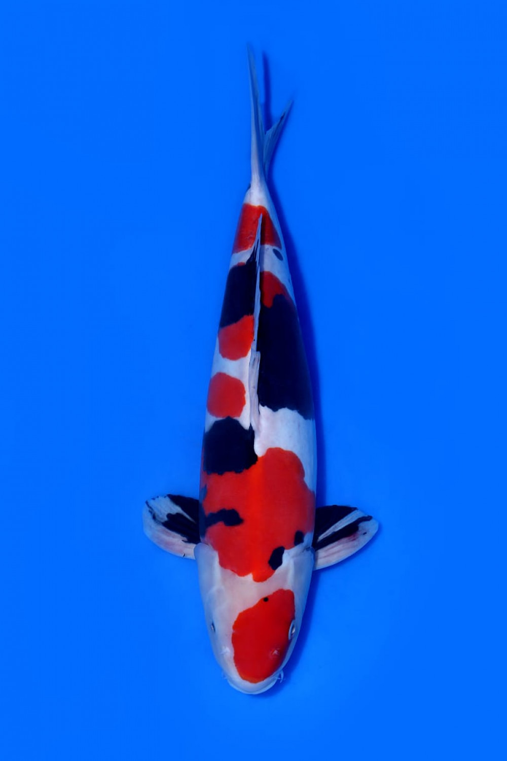 Juara 5