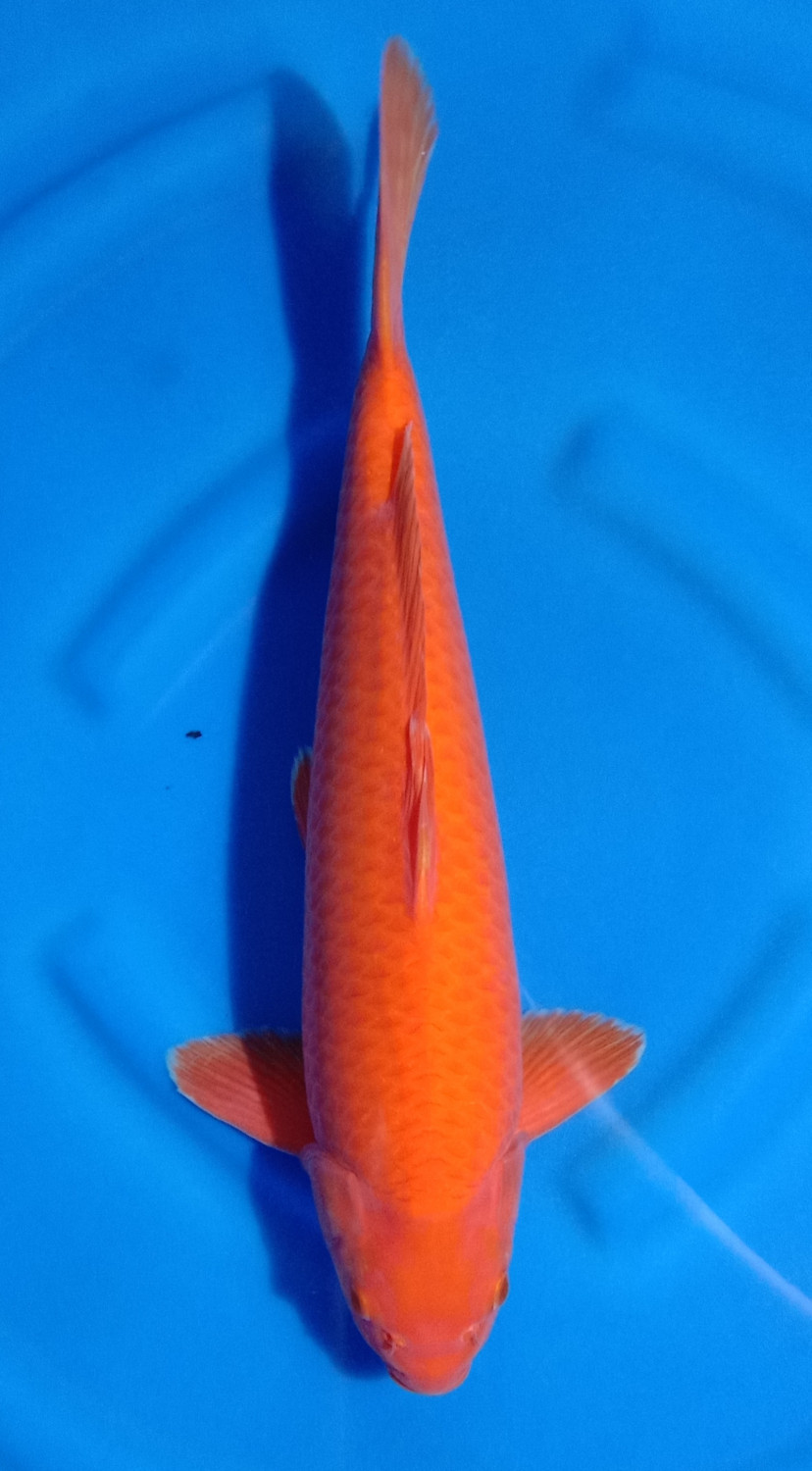 Juara 2
