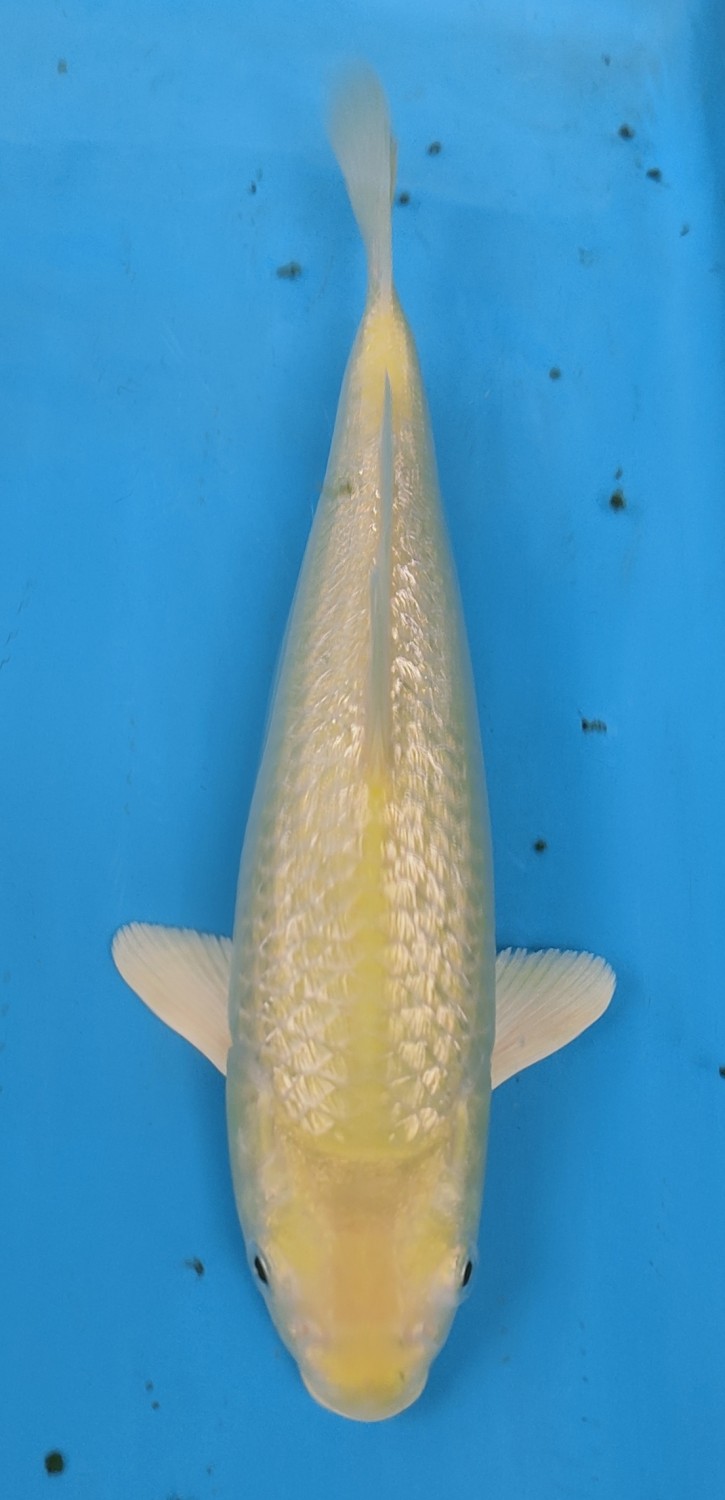 Juara 2
