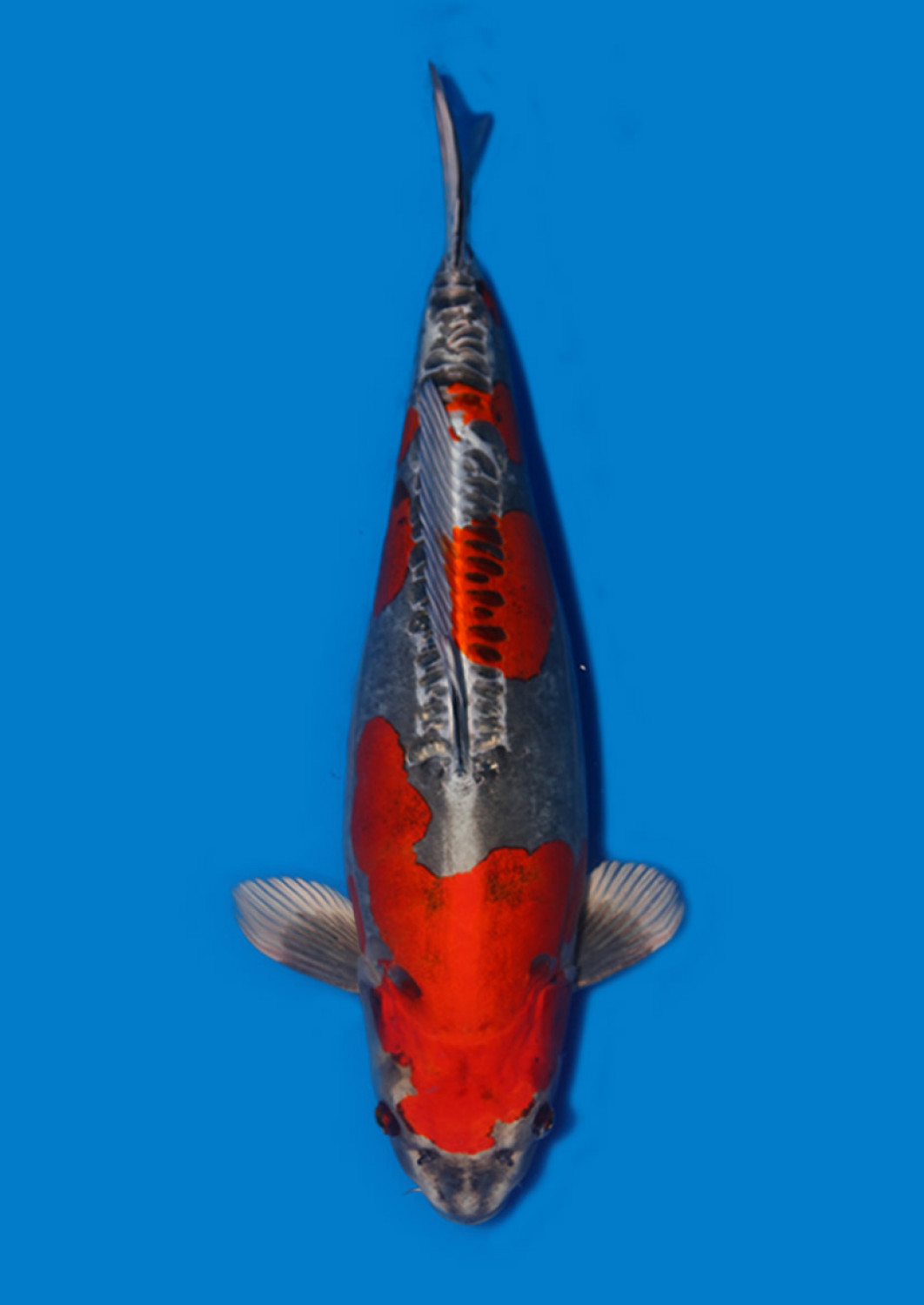 Best In Size C 51 - 55 cm