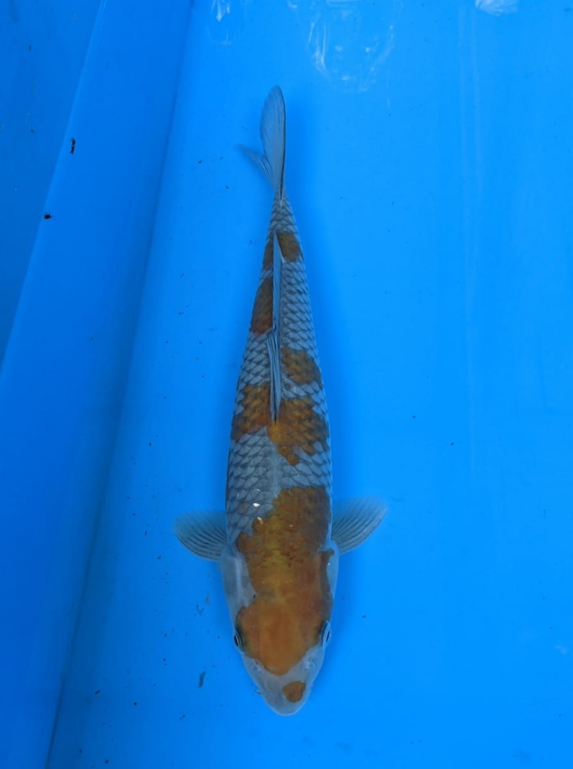 Juara 1