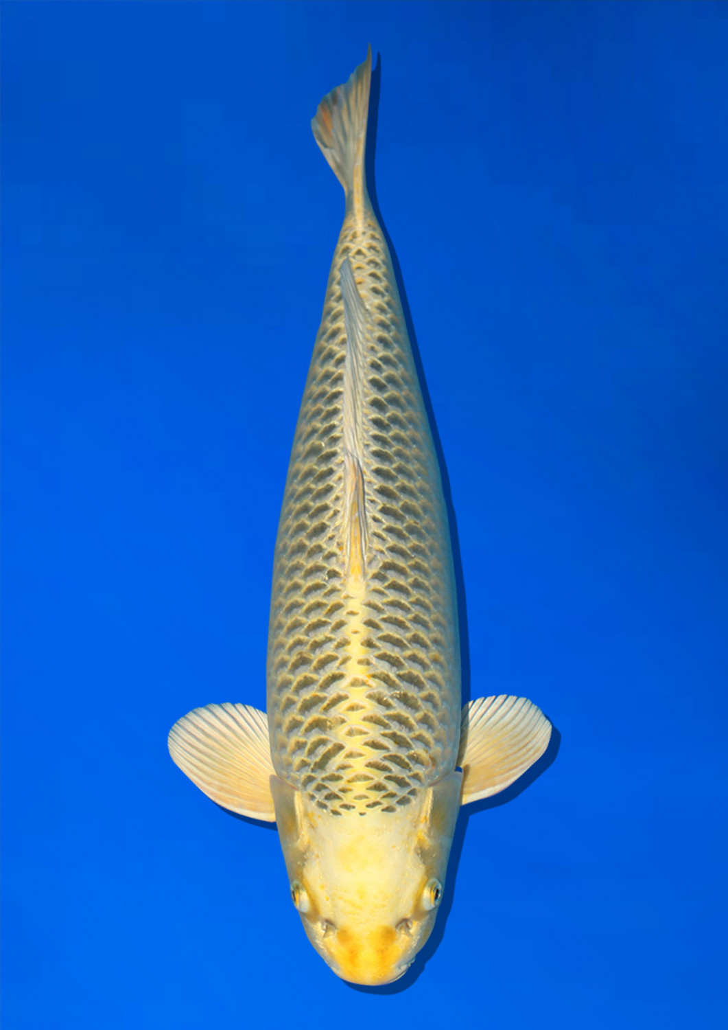 Juara 1