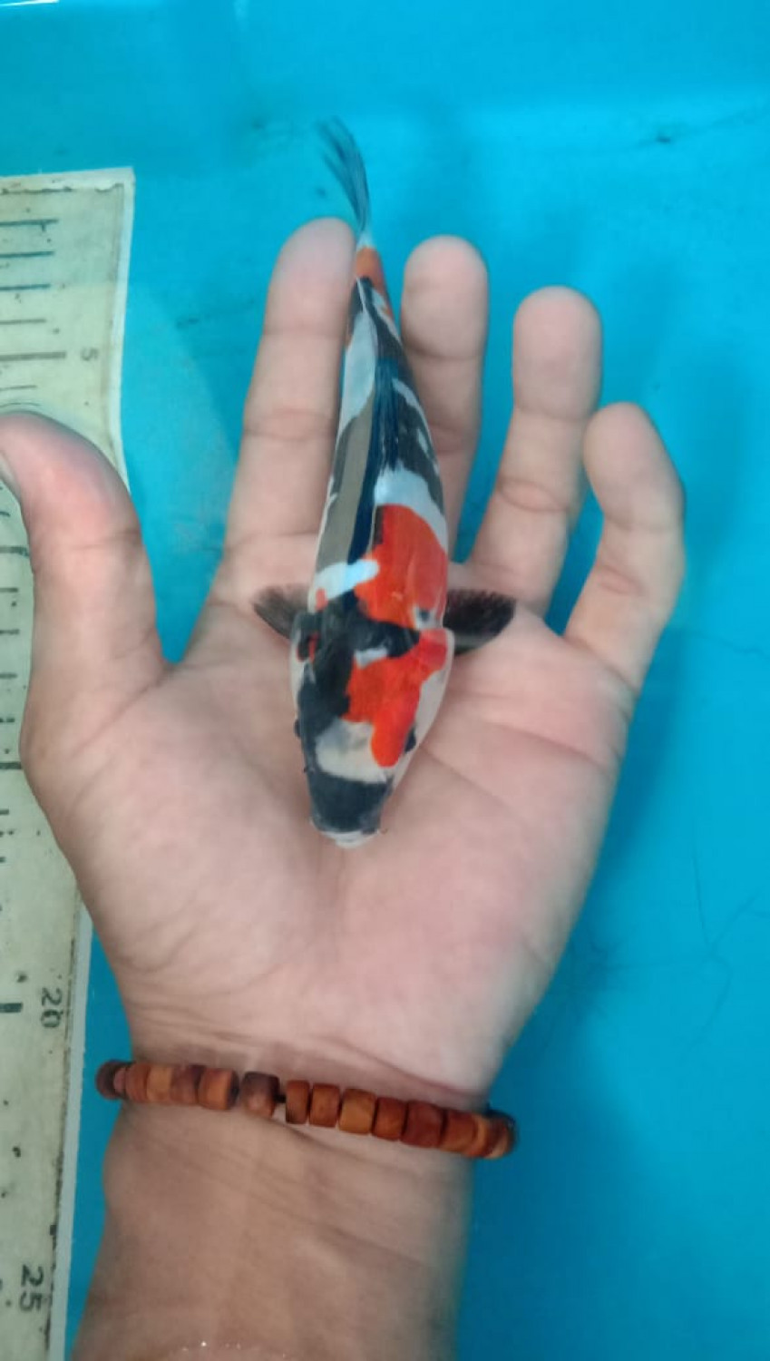 Juara 2