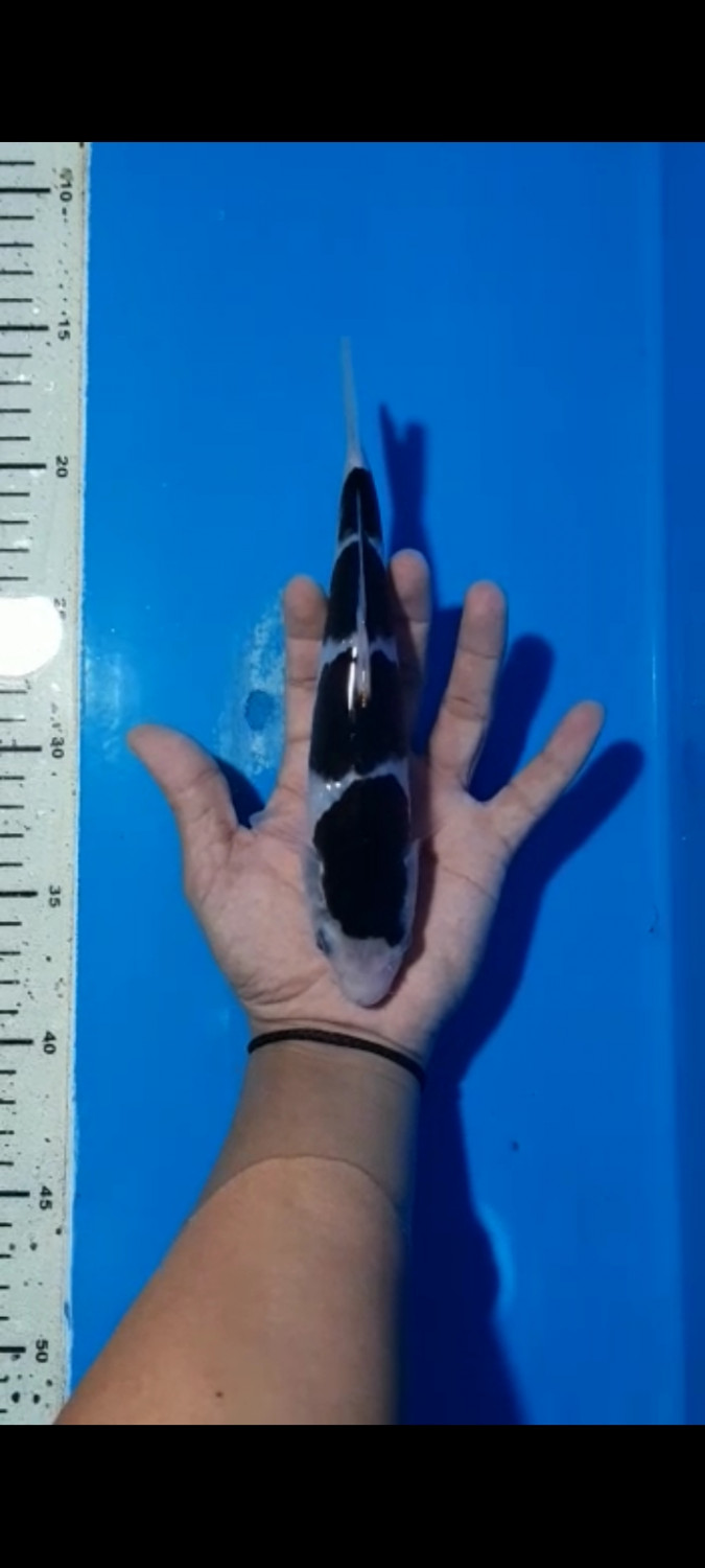 Juara 2