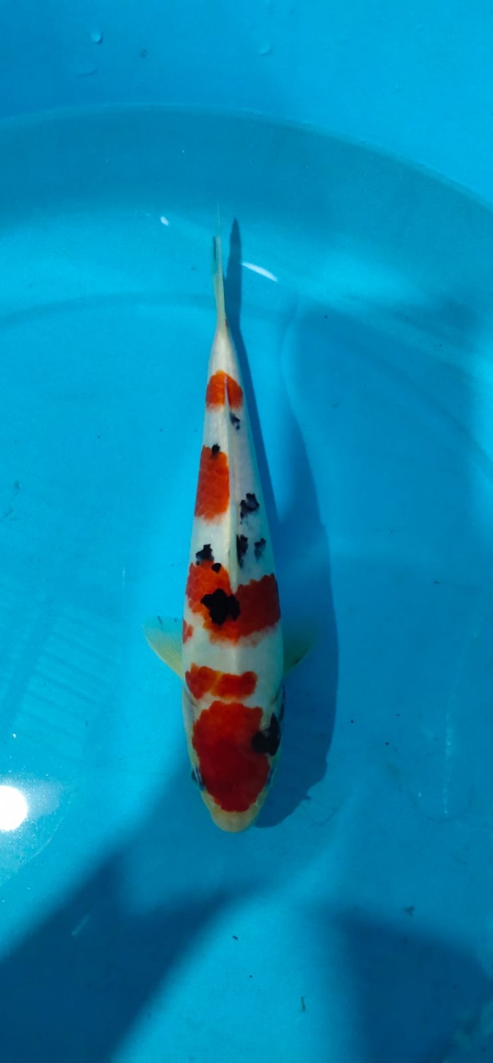 Juara 2