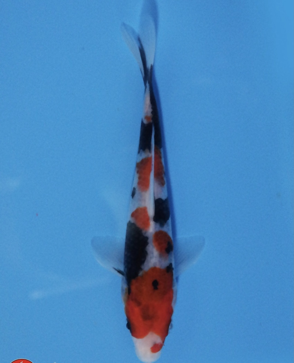 Juara 3