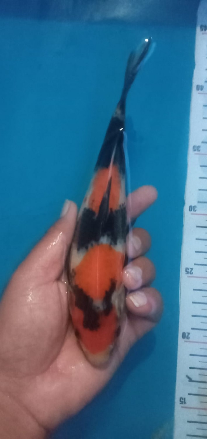 Juara 1