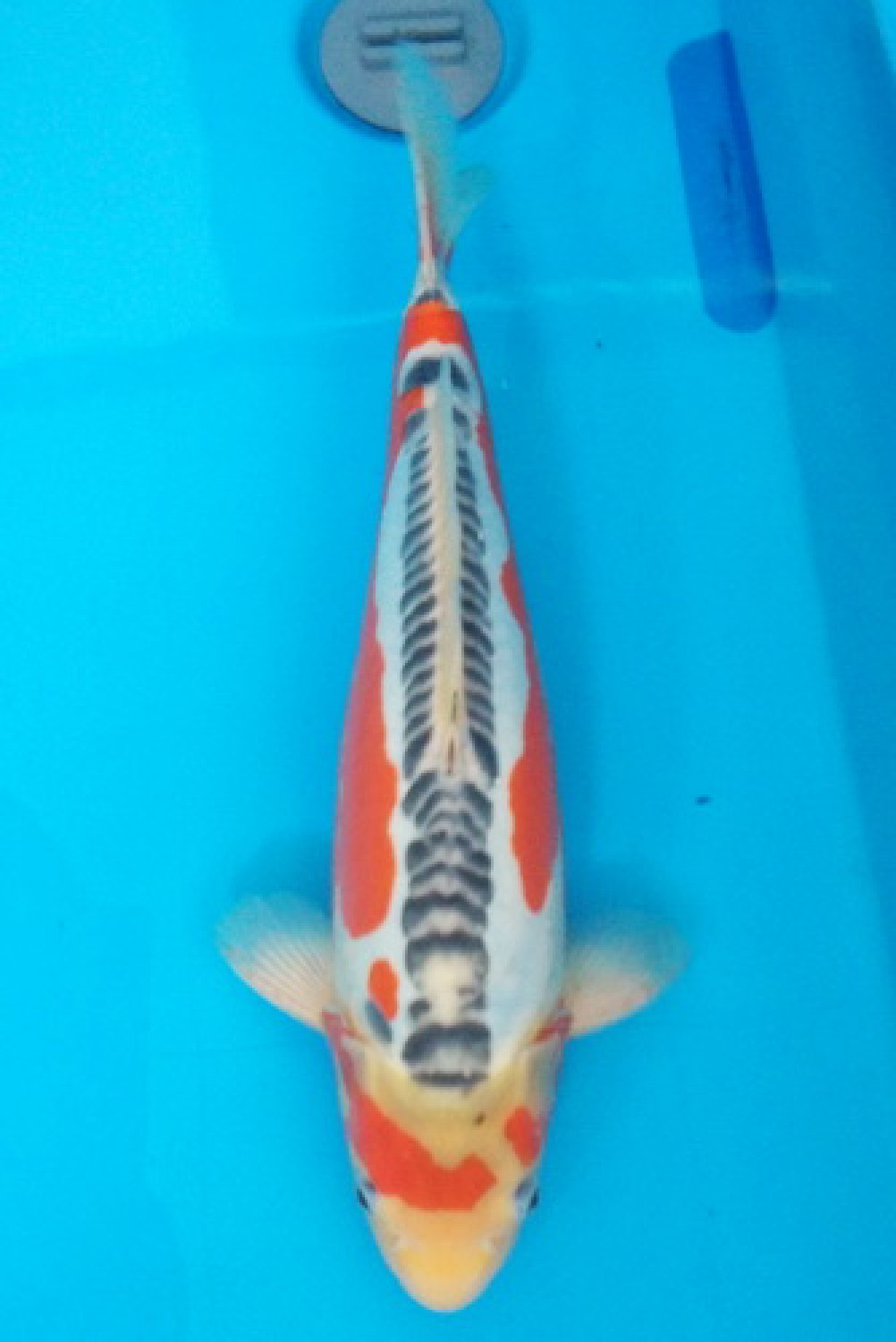 Juara 2