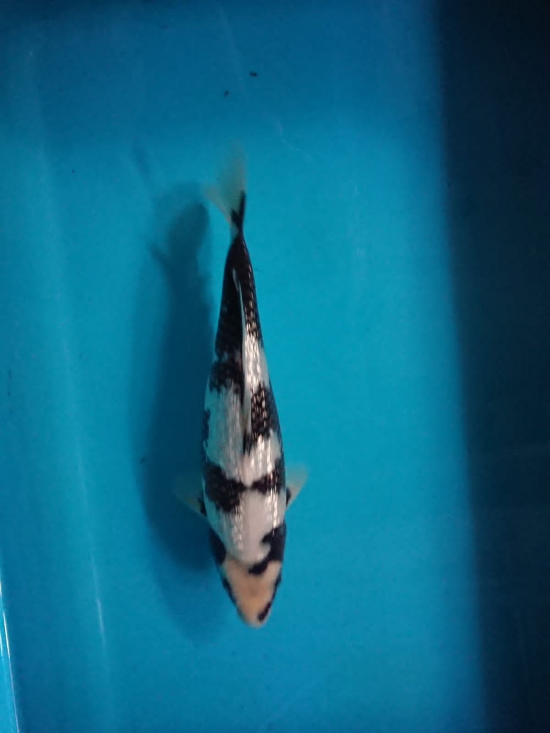 Juara 2
