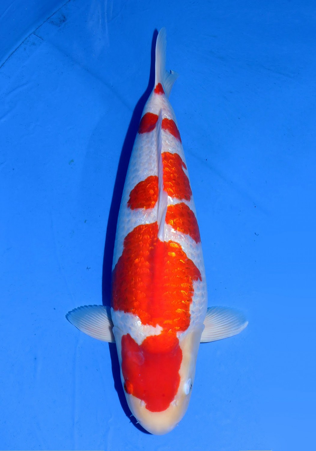 Juara 1