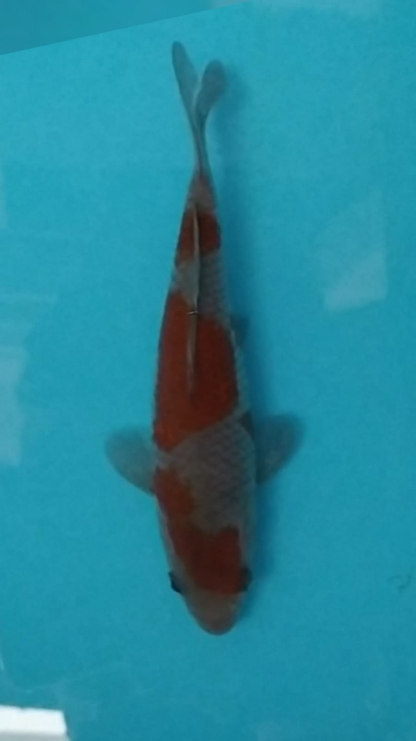 Juara 4