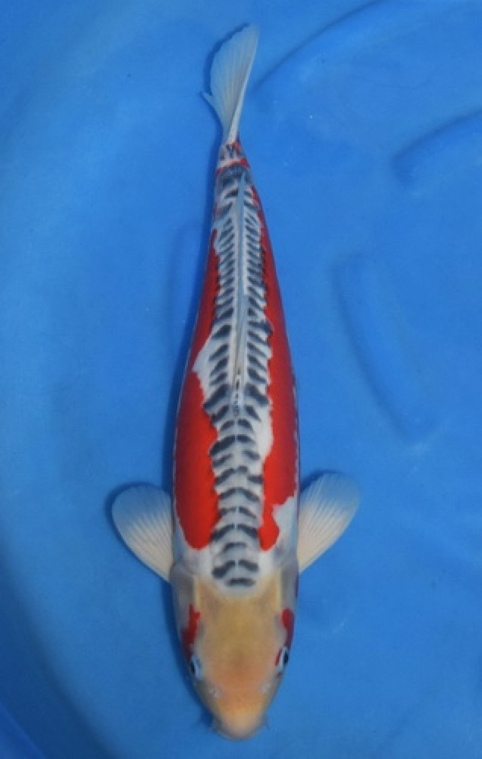 Best In Size D 51-55 Cm